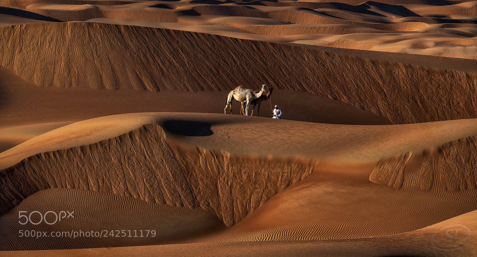 Nikon D850 sample photo. Liwa 2018 photography
