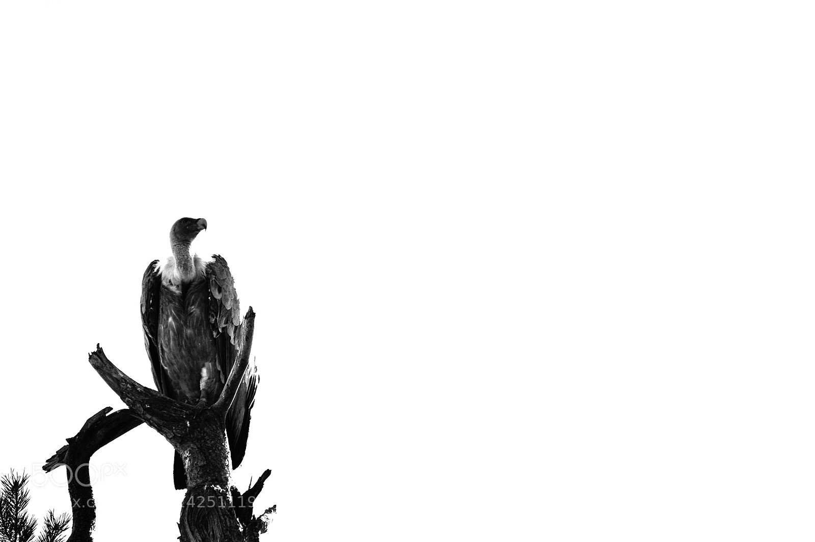 Nikon D300 sample photo. Shadow from the sky photography