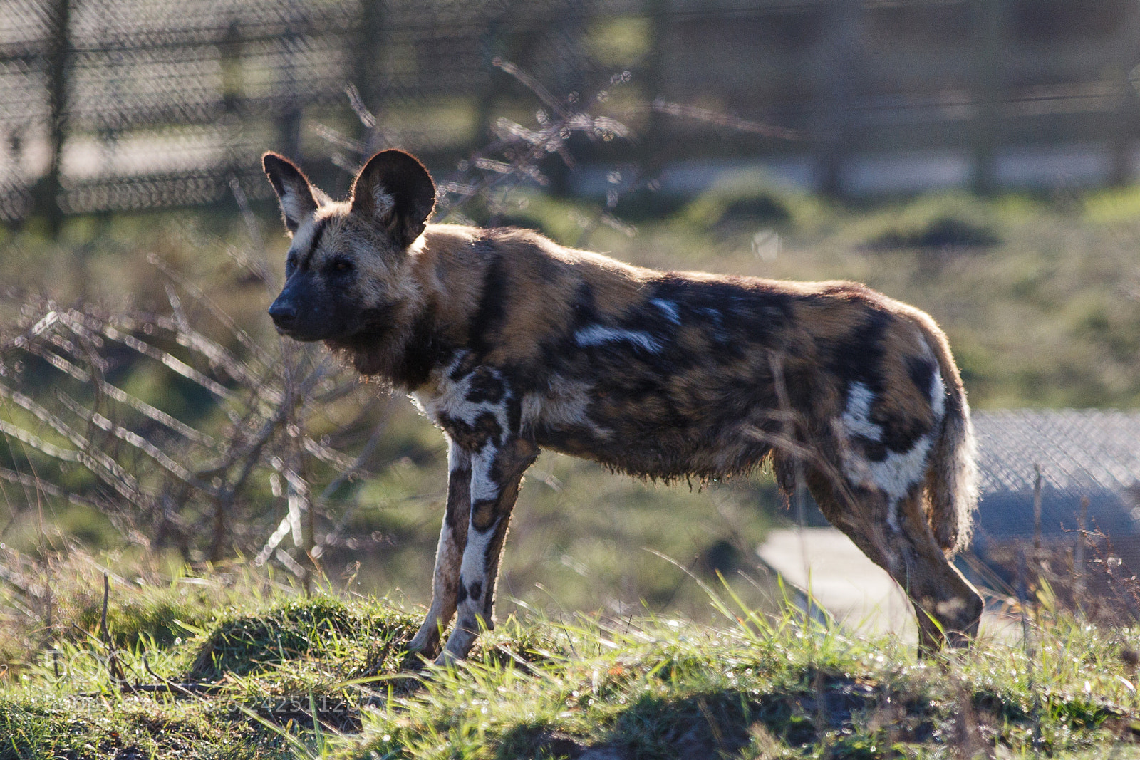 Canon EOS 7D Mark II sample photo. Painted dogs (lycaon pictus) photography