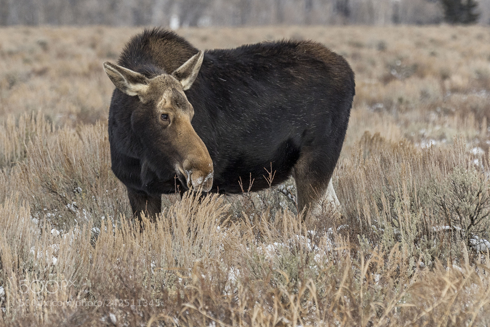 Nikon D5 sample photo. Grazing photography