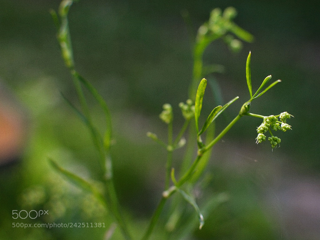 Nikon D3200 + Nikon AF-S DX Nikkor 35mm F1.8G sample photo. *** photography