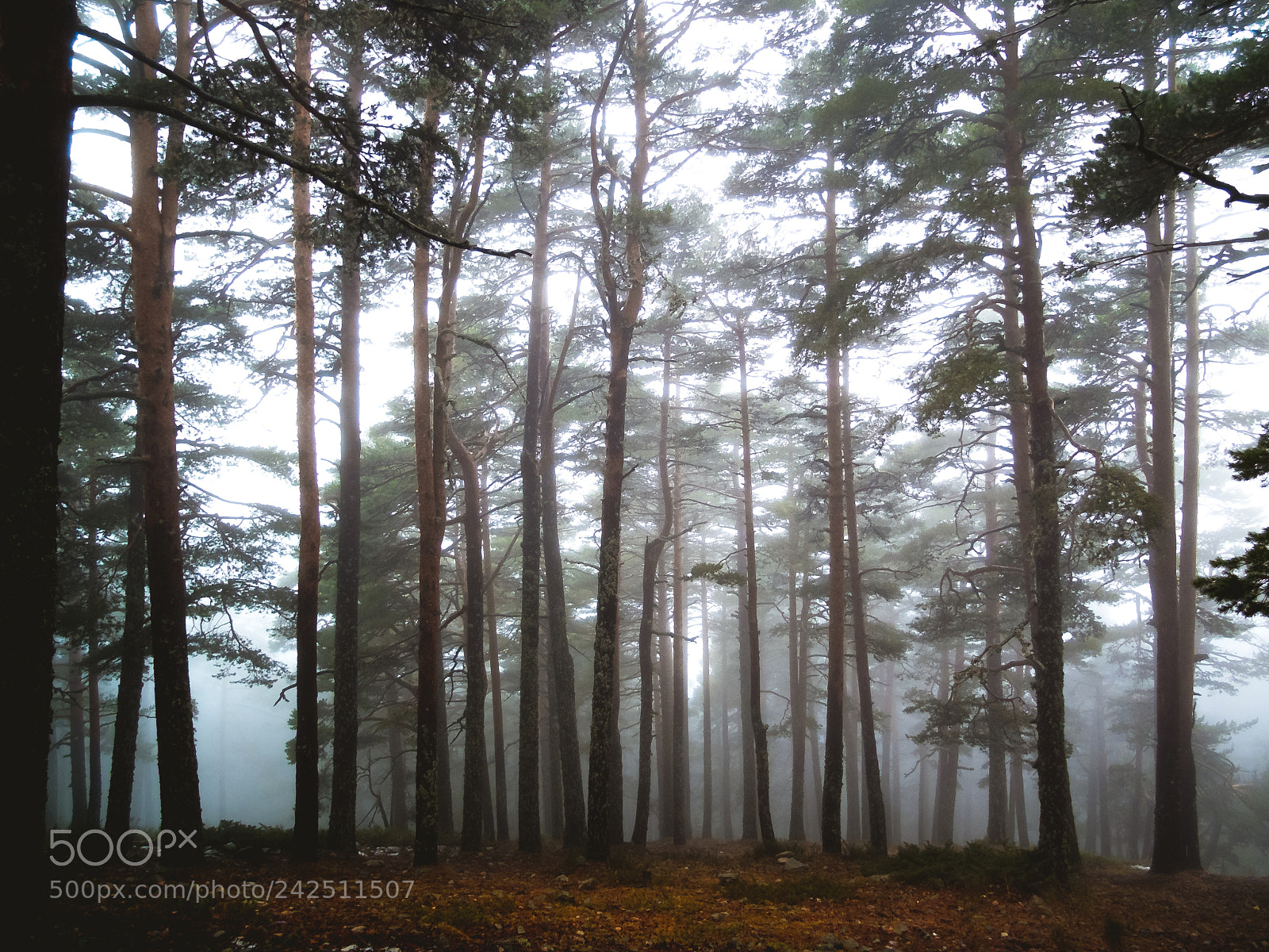 Fujifilm X10 sample photo. Navacerrada photography