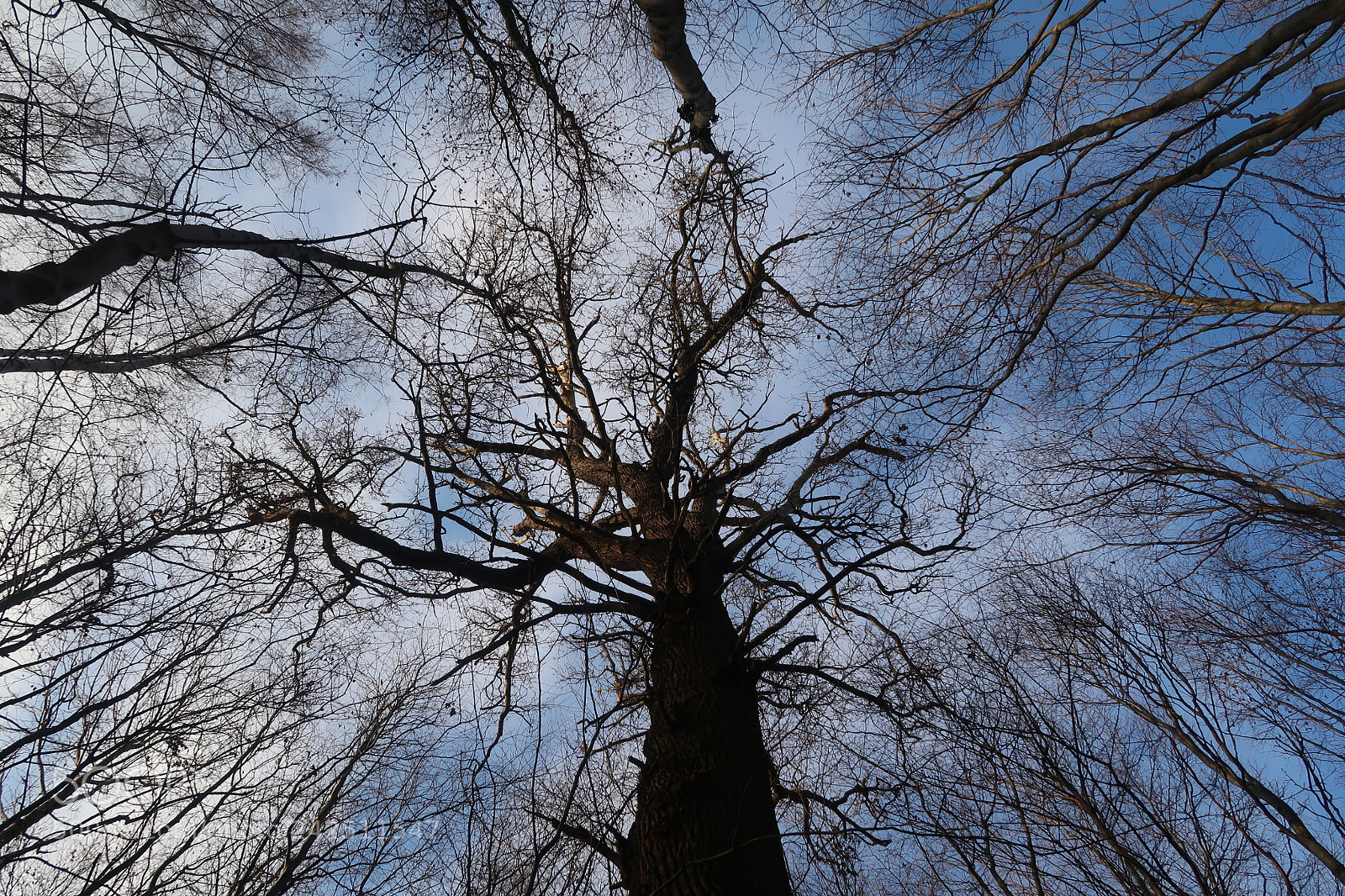 Canon PowerShot G7 X Mark II sample photo. Giant photography