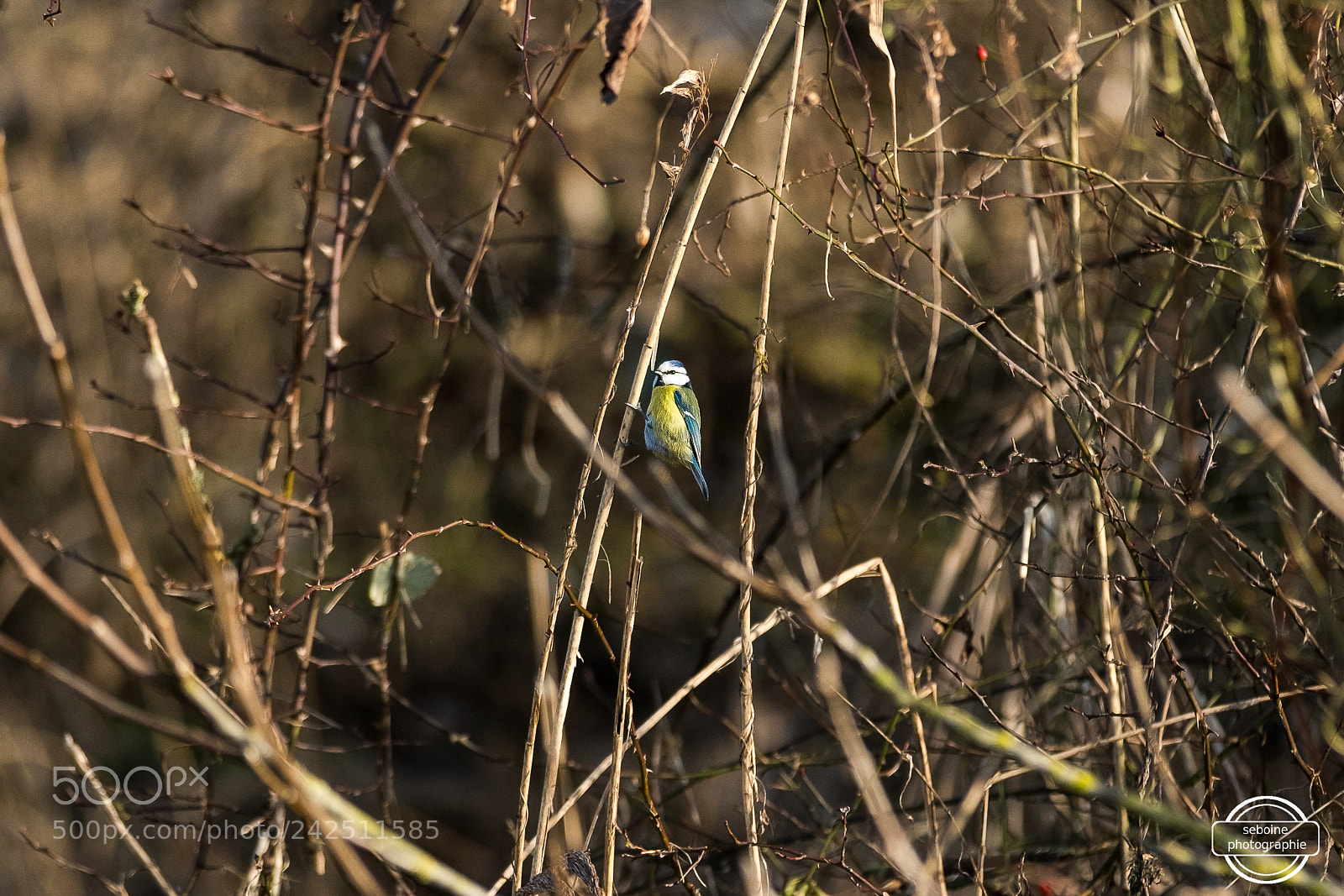 Fujifilm X-T2 sample photo. Mésange charbonnière photography
