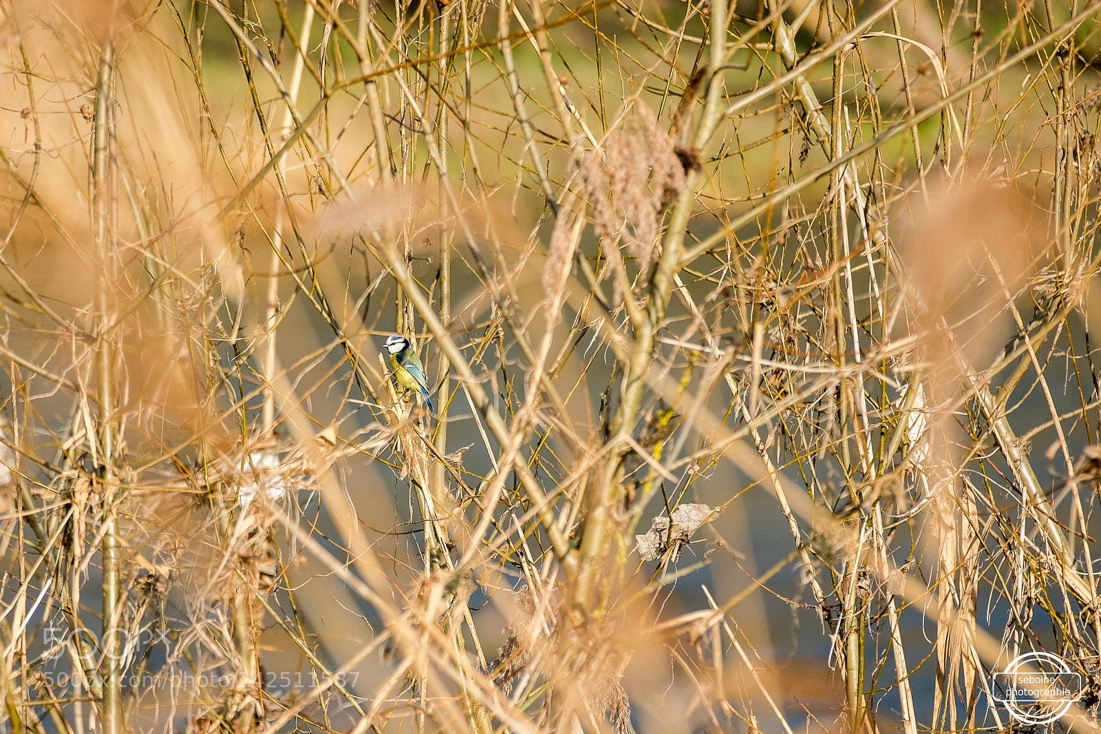 Fujifilm X-T2 sample photo. Mésange charbonnière photography