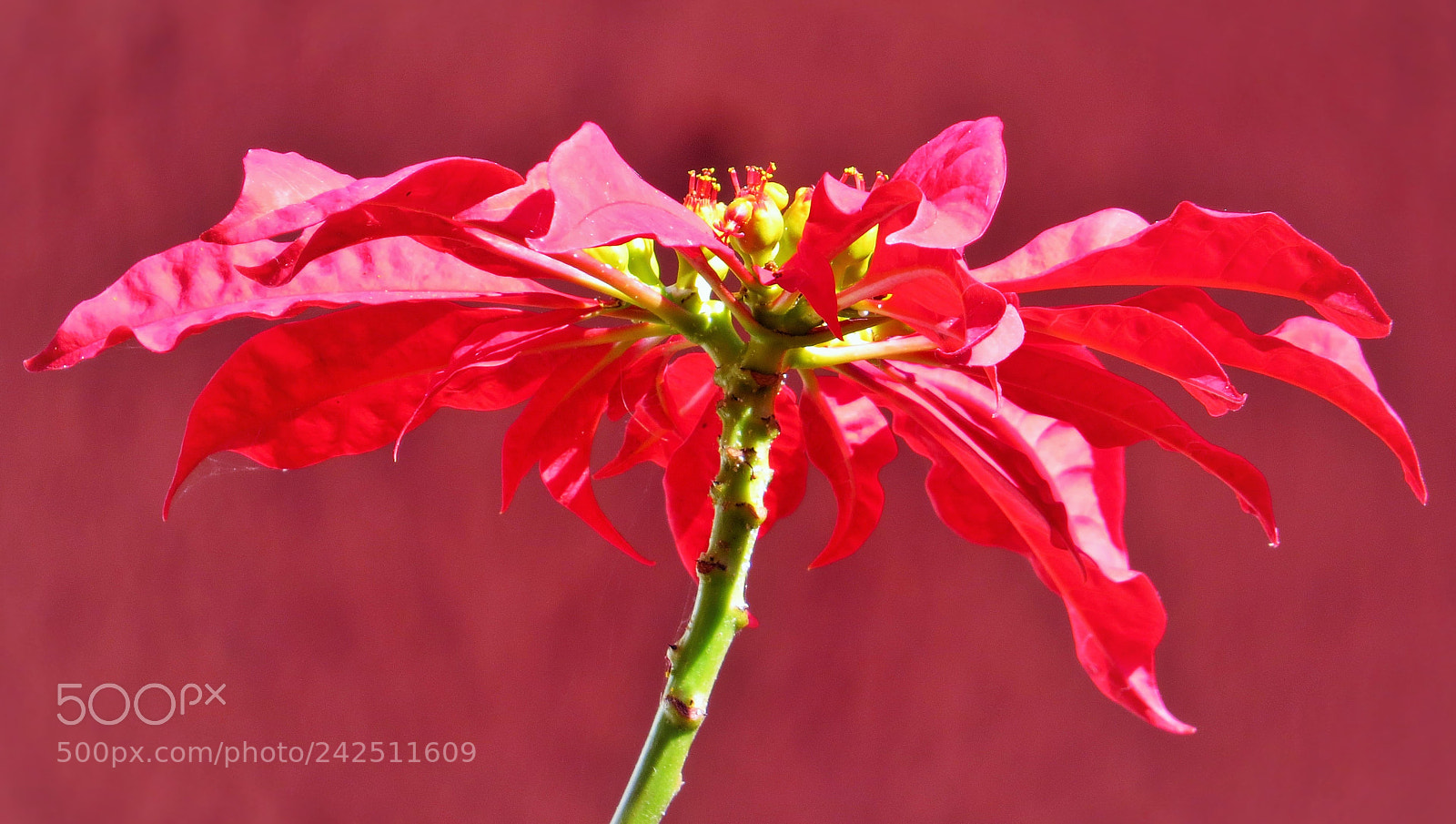 Canon PowerShot SX50 HS sample photo. Poinsettia () photography