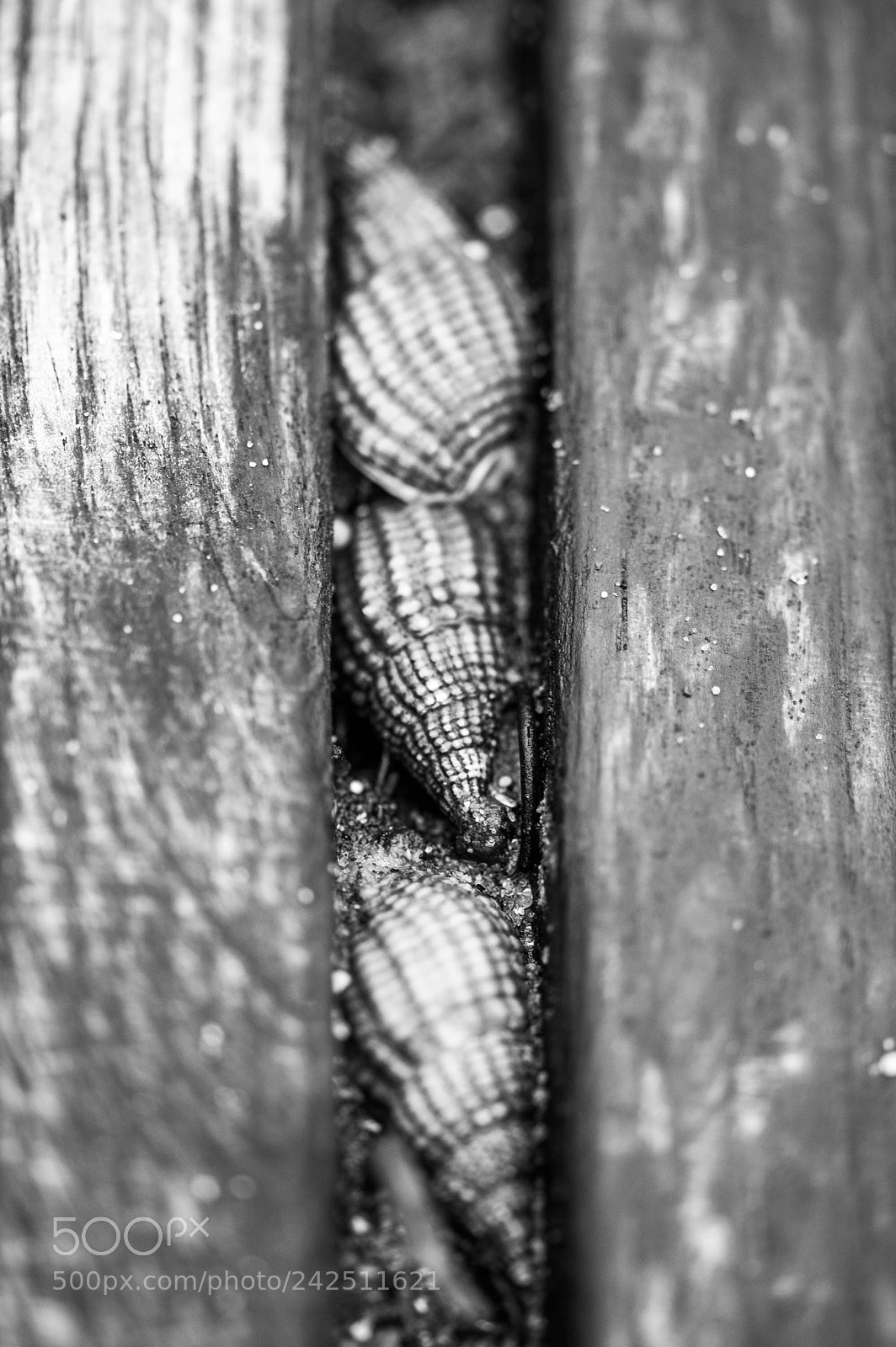 Nikon D50 sample photo. Gravure photography