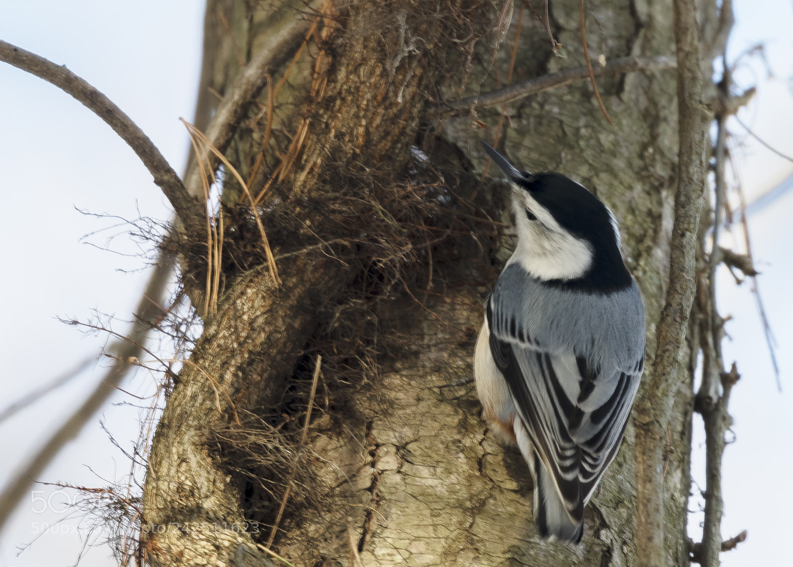 Canon EOS 5DS R sample photo. Birds photography