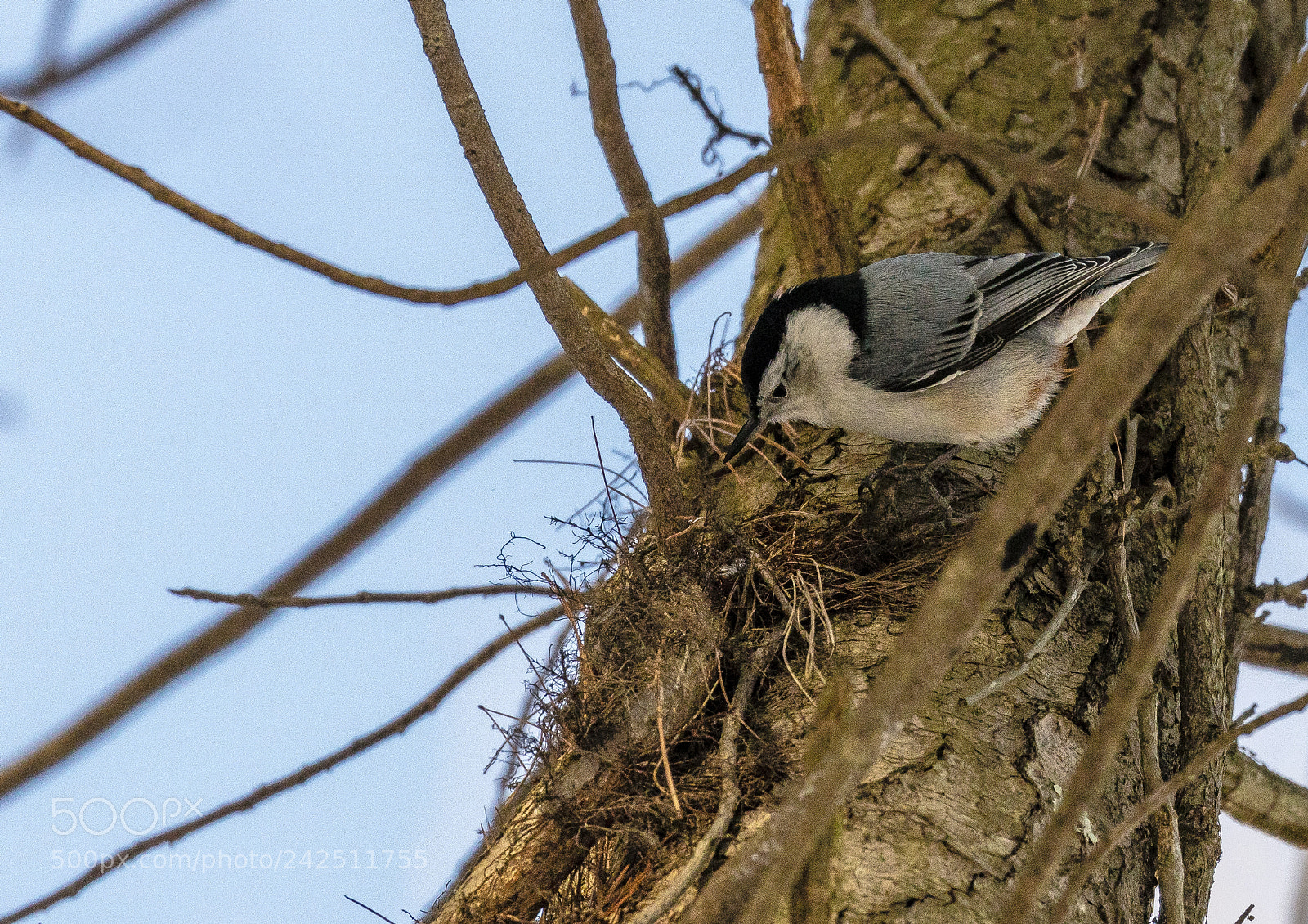Canon EOS 5DS R sample photo. Birds photography