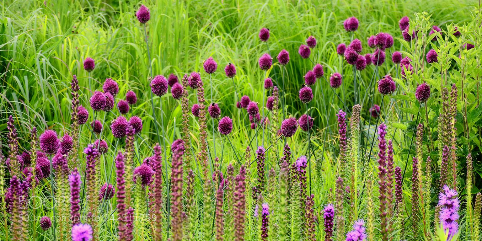 Nikon D7200 sample photo. Purple photography