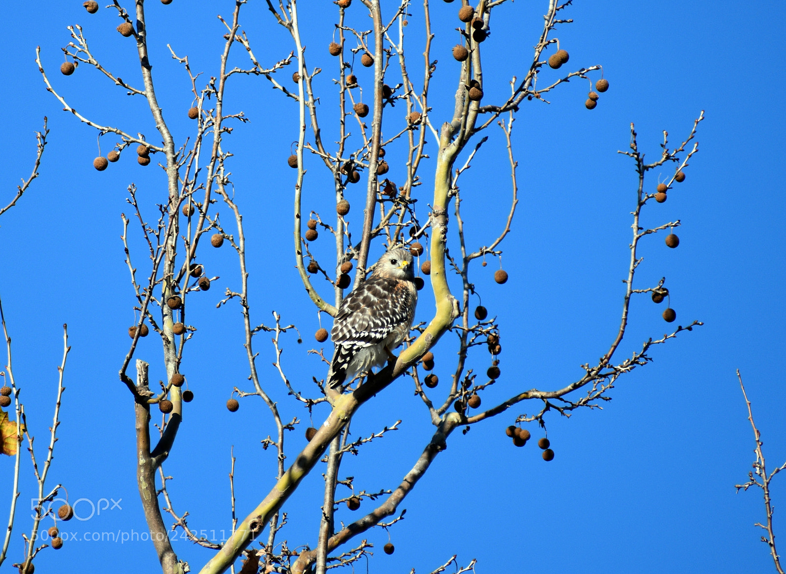 Nikon D5500 sample photo. Red shoulder hawk photography