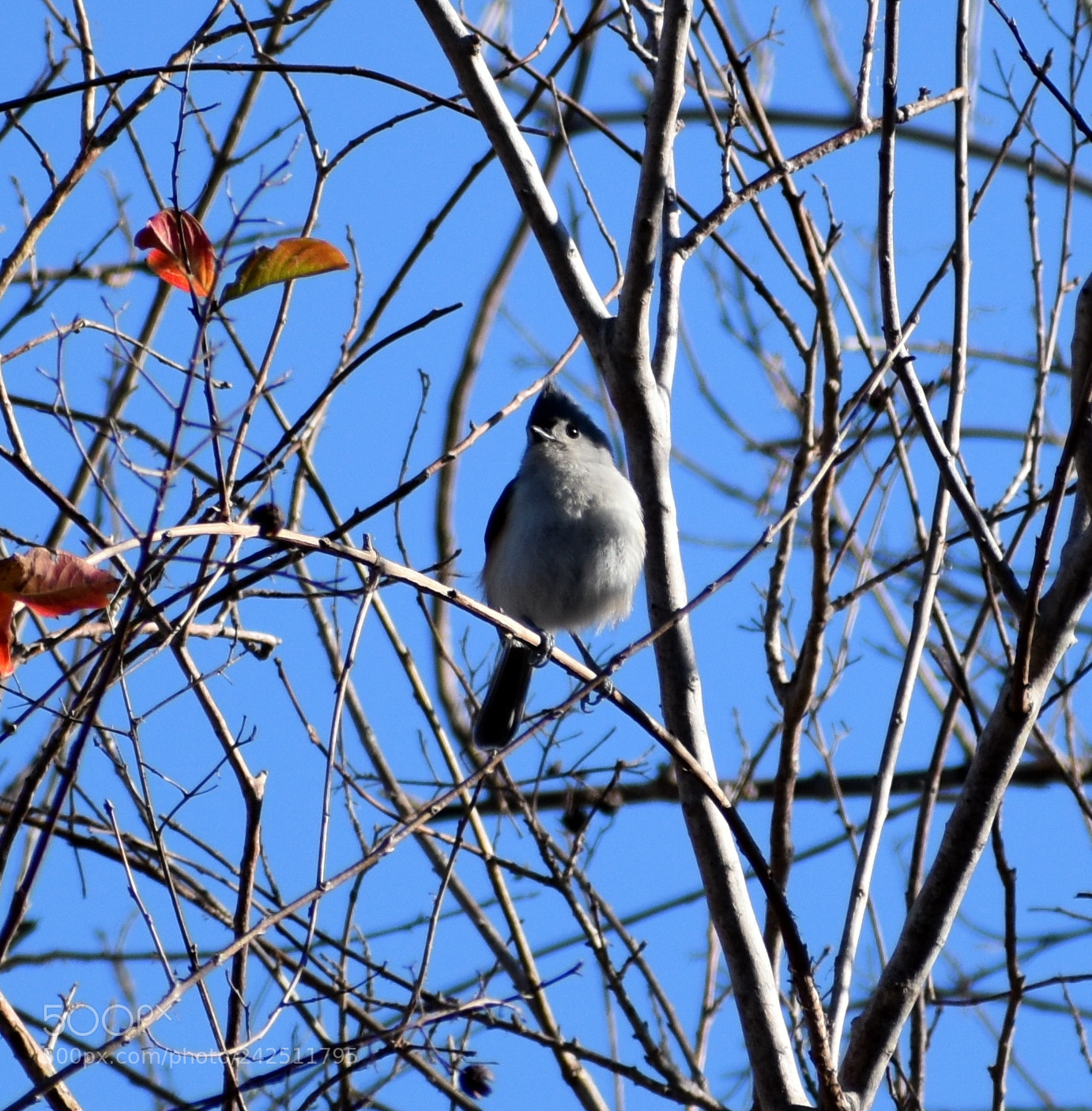 Nikon D5500 sample photo. Tufted titmouse photography