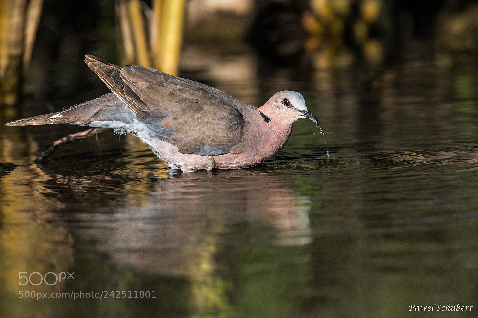 Nikon D850 sample photo. Dove taking a drink photography