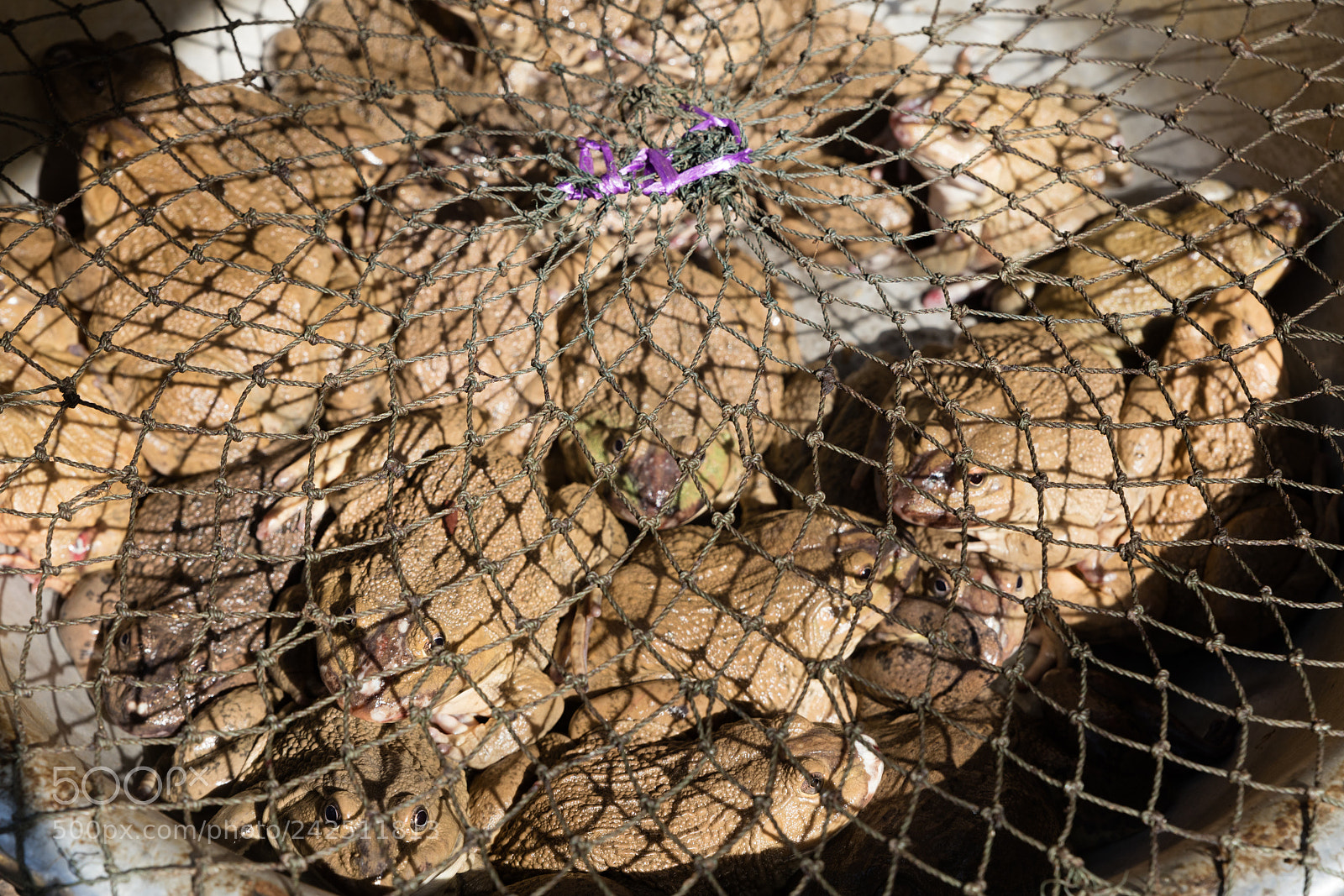 Canon EOS 5DS R sample photo. Frogs at market photography