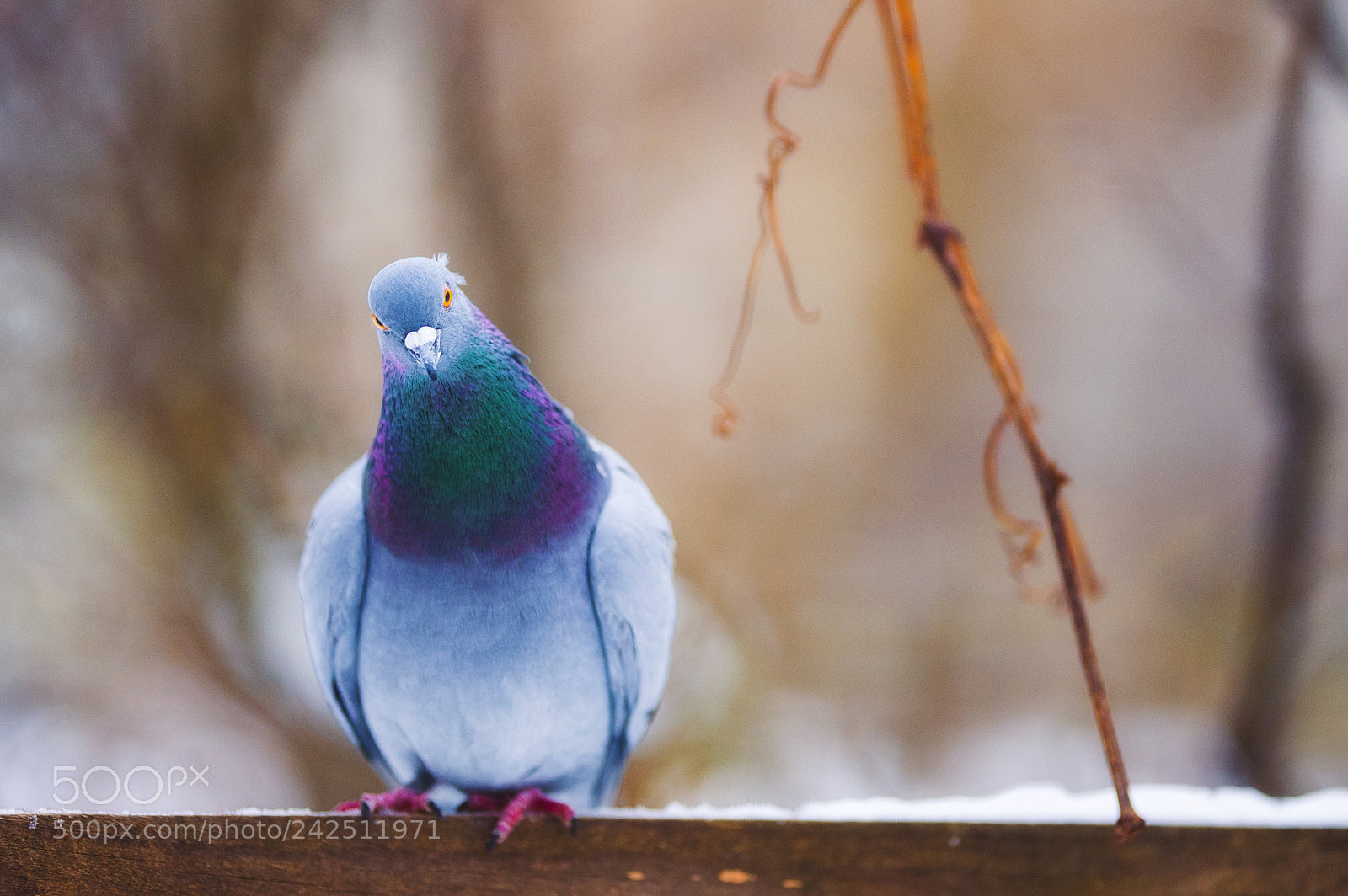 Nikon D700 sample photo. Shaggy pigeon photography