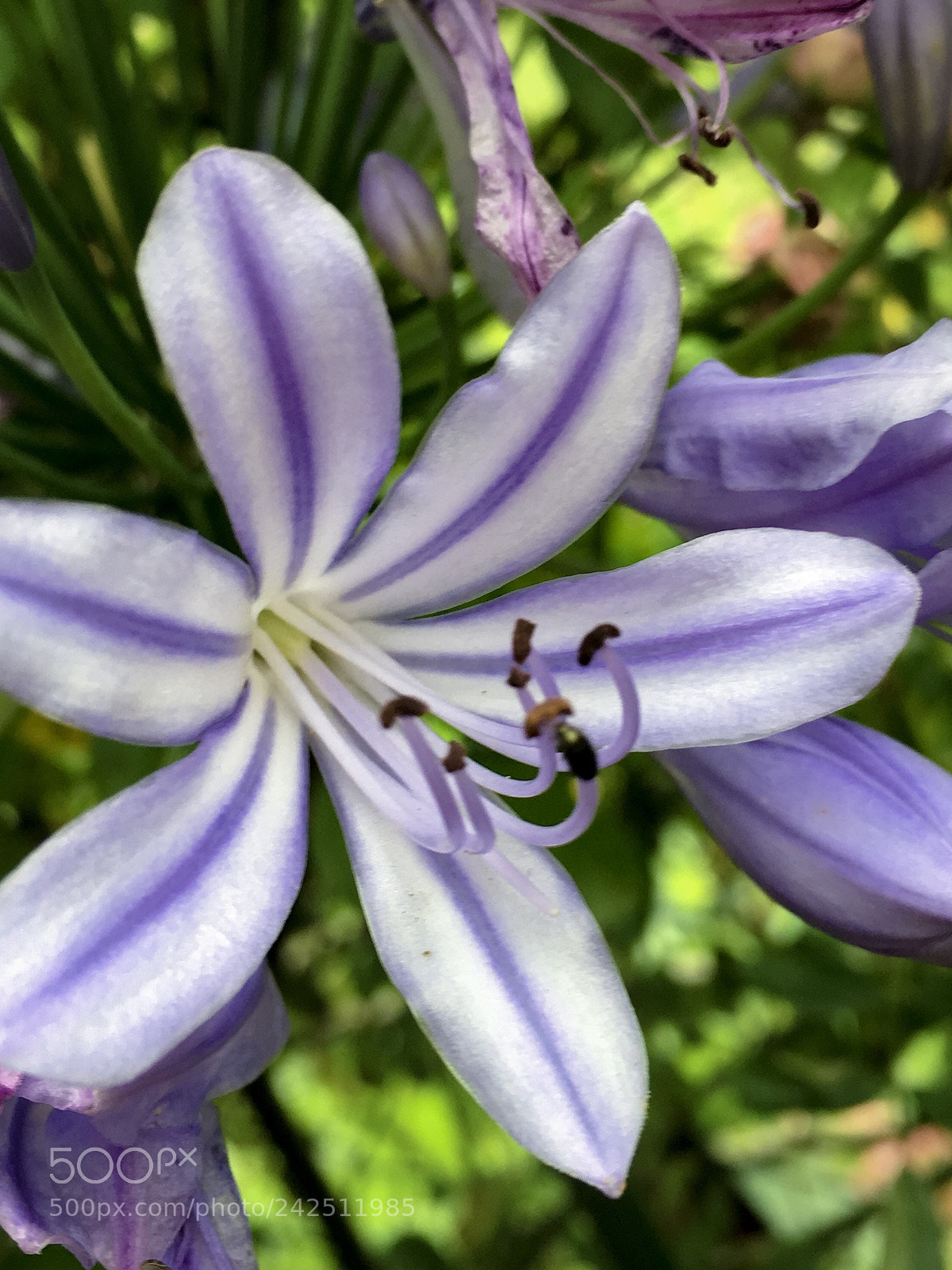 Apple iPhone 6s sample photo. Purple photography