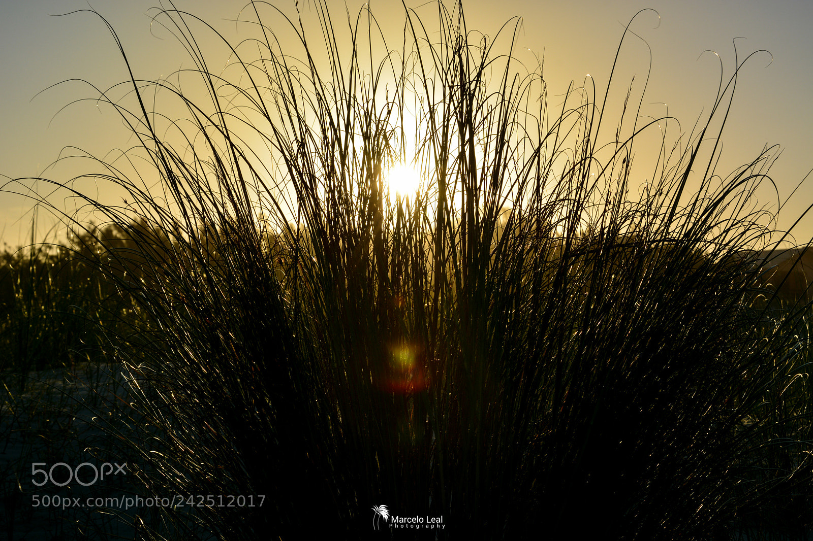 Nikon D7100 sample photo. Fragments of nature - 1 photography