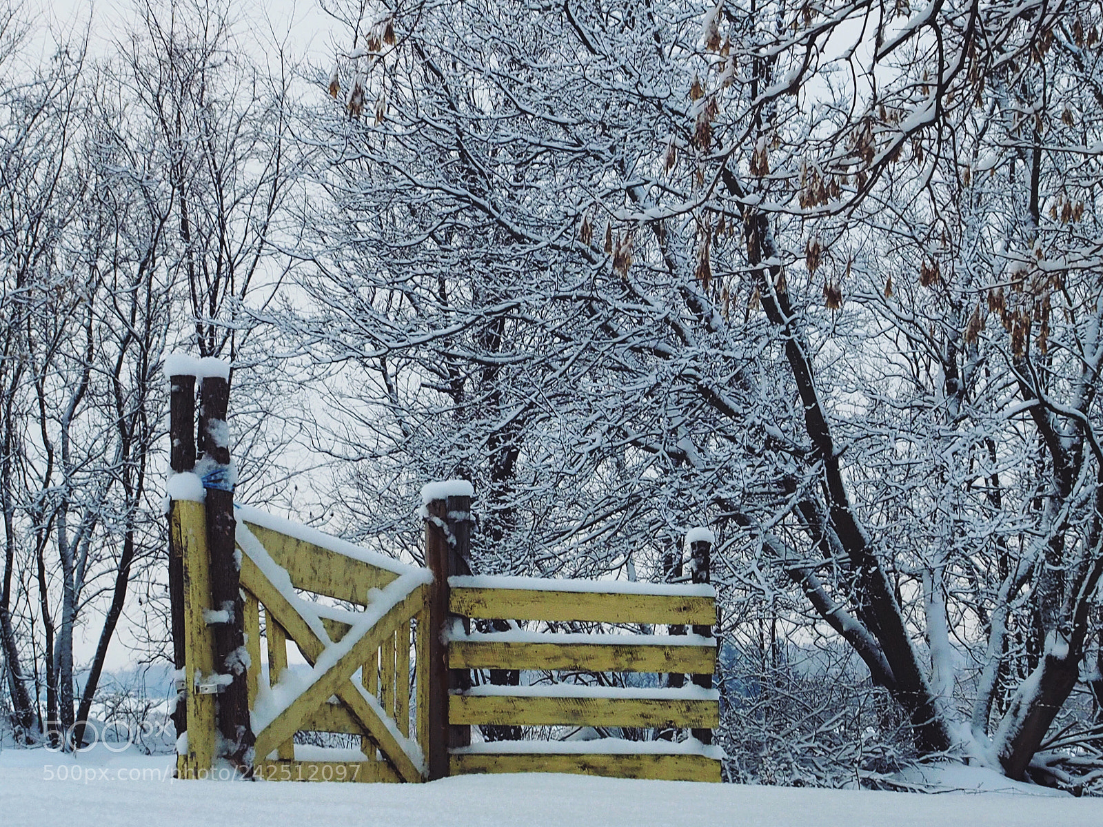 Olympus OM-D E-M1 sample photo. The fence photography