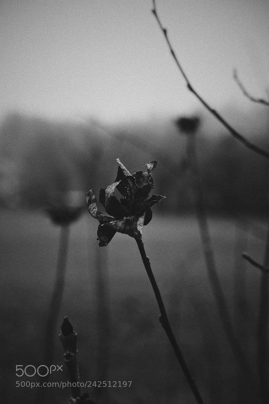 Fujifilm X-T1 sample photo. Winters walk #5 photography