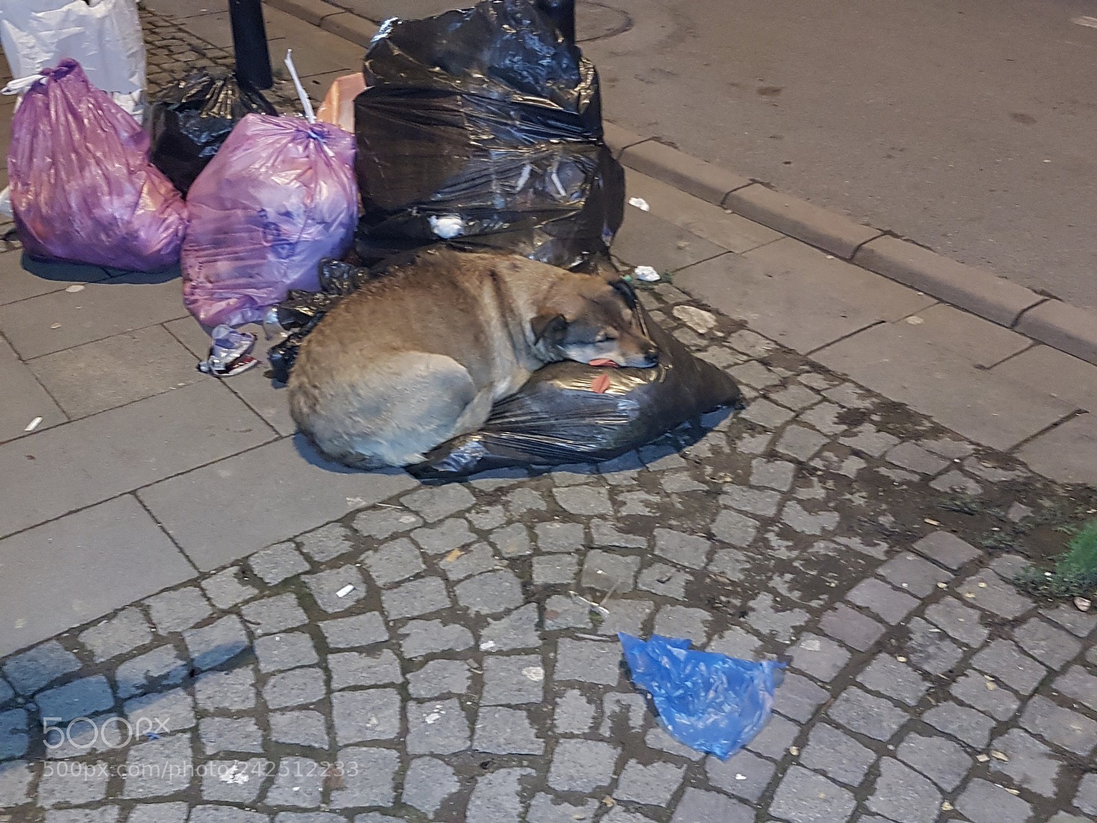 Samsung Galaxy S7 sample photo. Dog and garbage photography