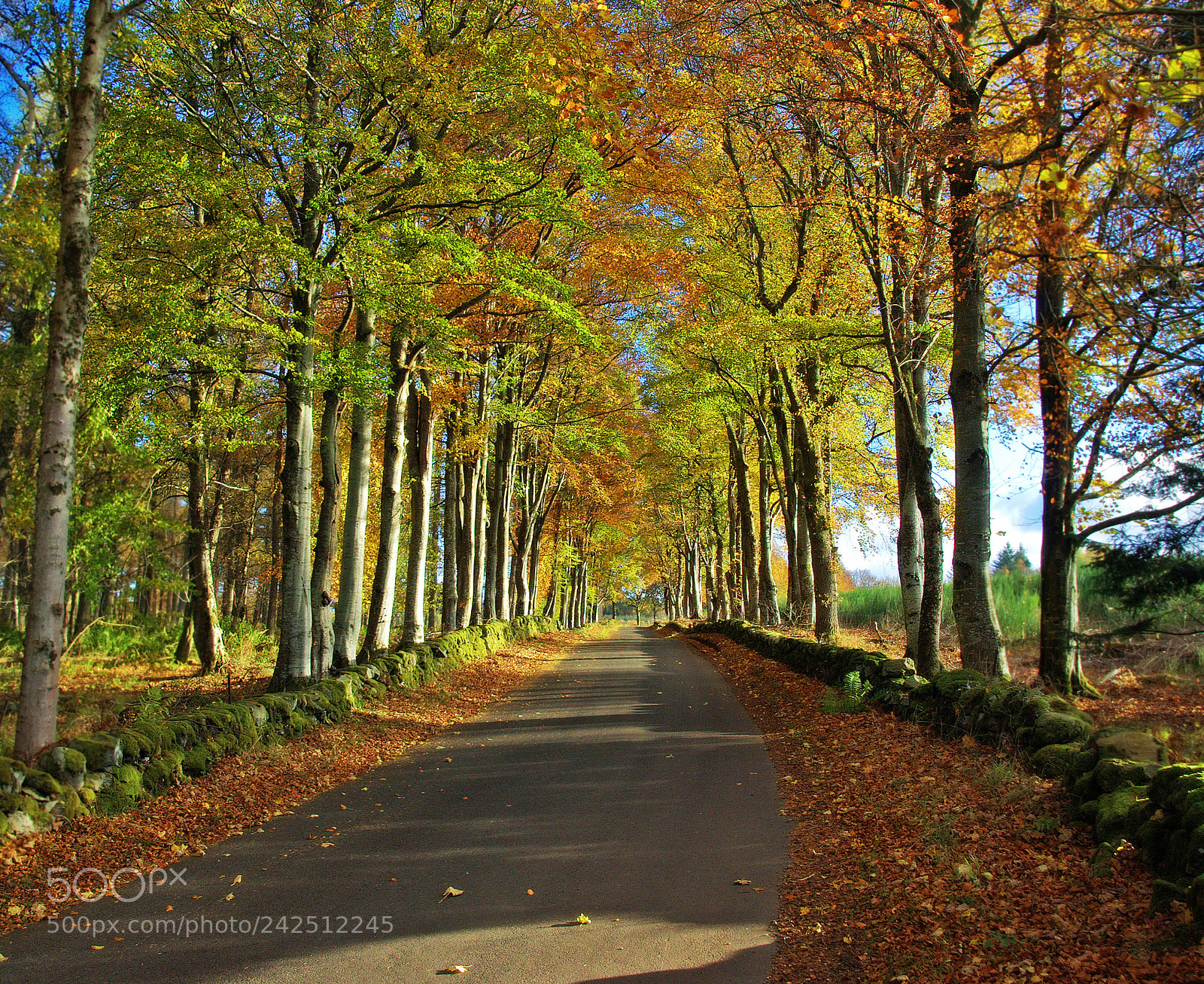 Pentax K200D sample photo. Autumn road photography