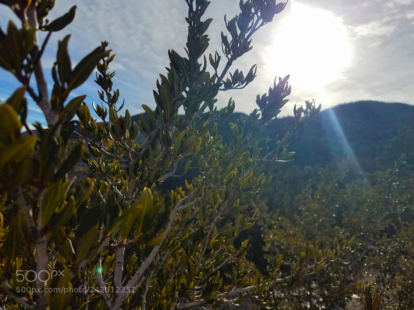 Samsung Galaxy S7 sample photo. Sun through a bush photography