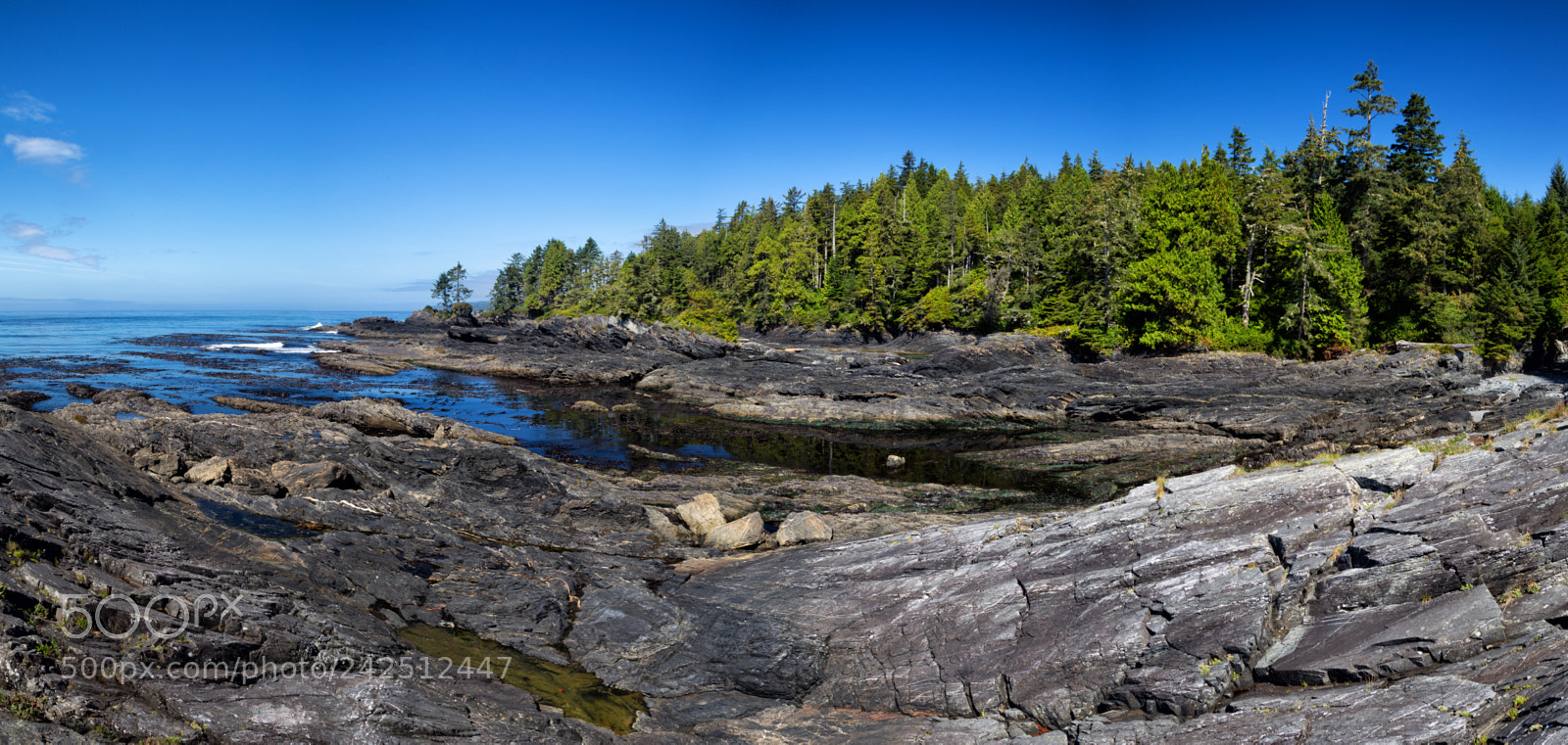 Canon EOS-1D Mark IV sample photo. Botanical beach photography