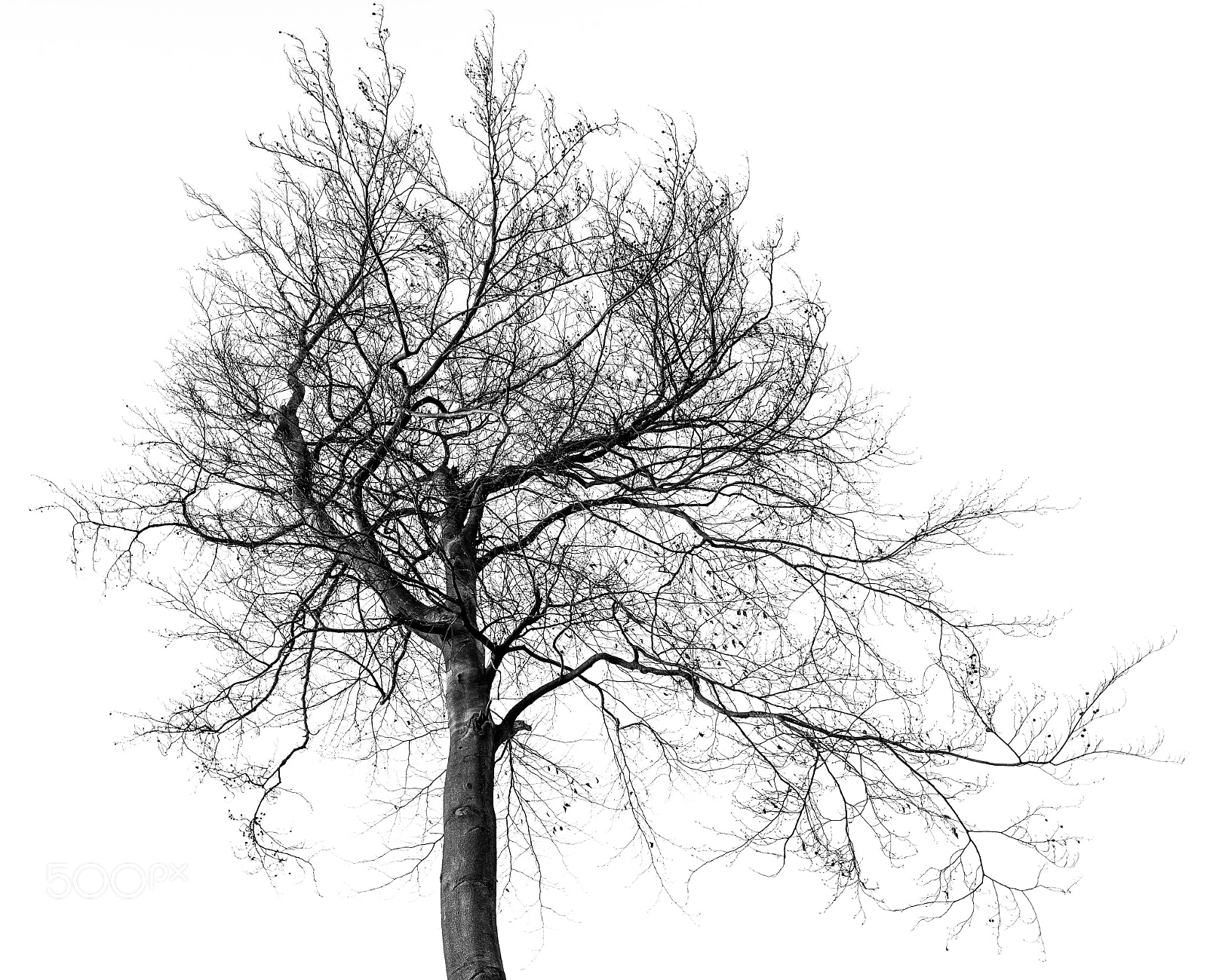 Nikon D810 sample photo. Tree -1- photography