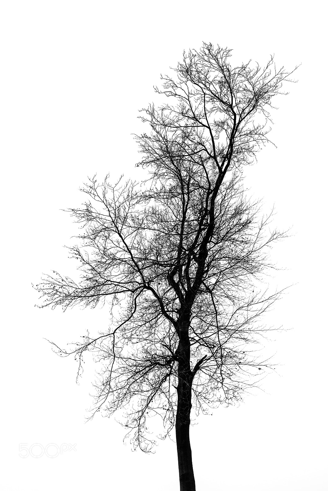 Nikon D810 sample photo. Tree -3- photography