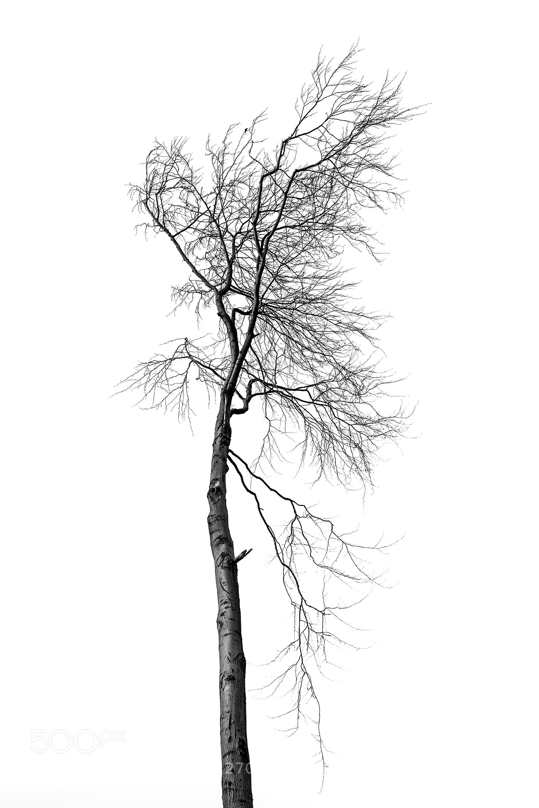 Nikon D810 sample photo. Tree -2- photography