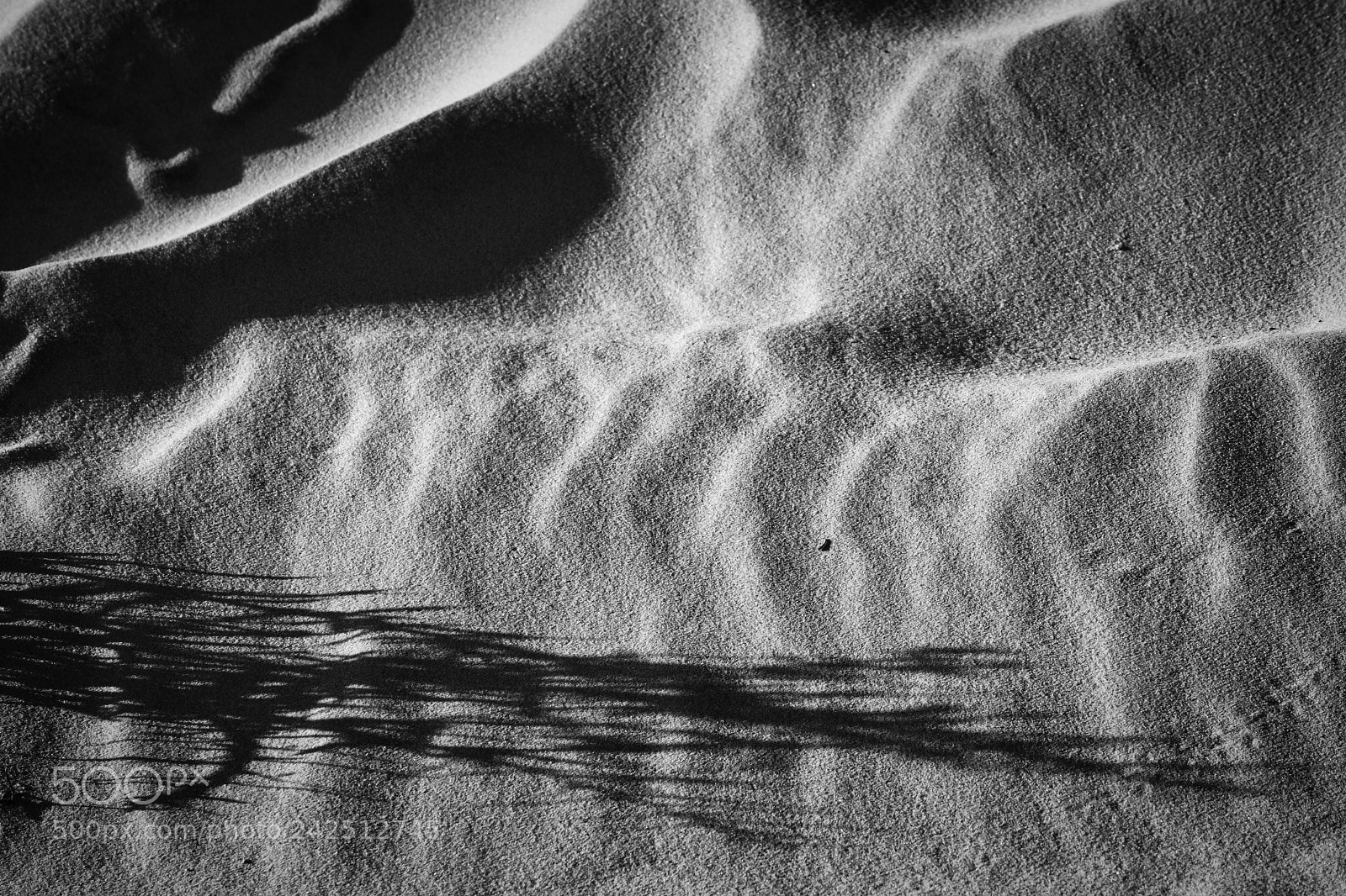 Fujifilm X-T2 sample photo. Signs of life photography