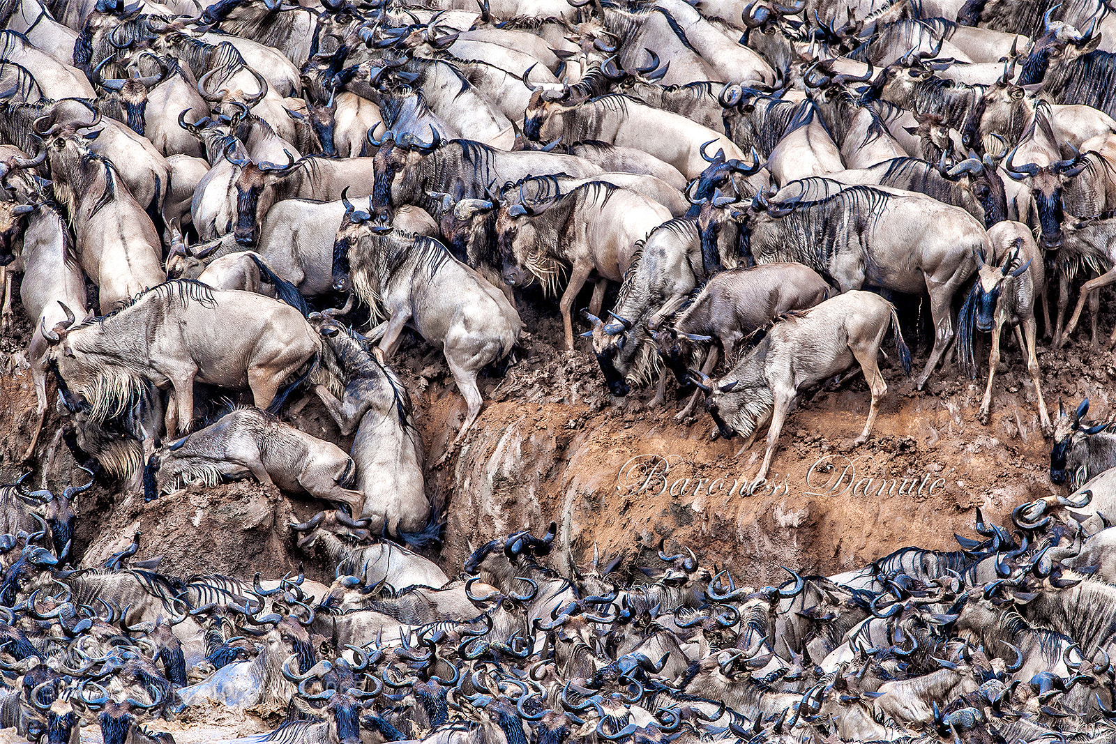 Nikon D3 sample photo. The migration in february photography