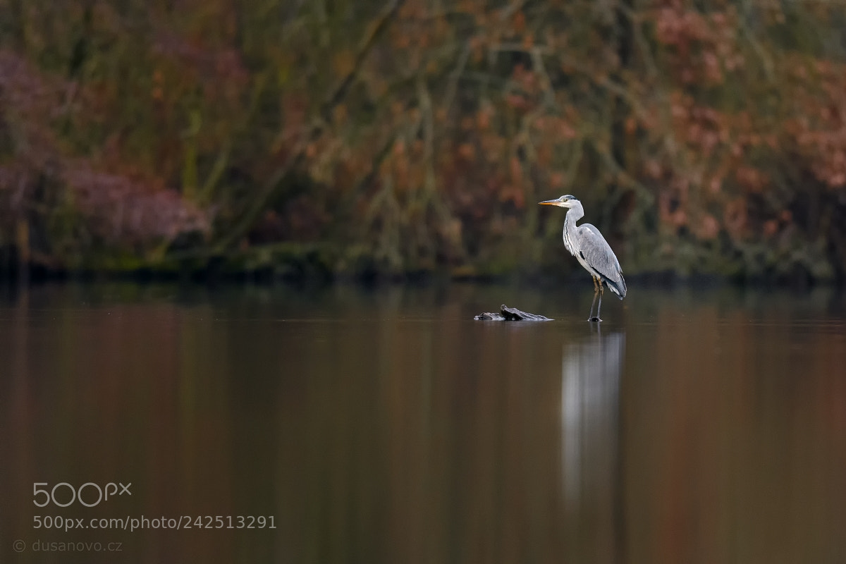Nikon D500 sample photo. Grey heron waiting for photography