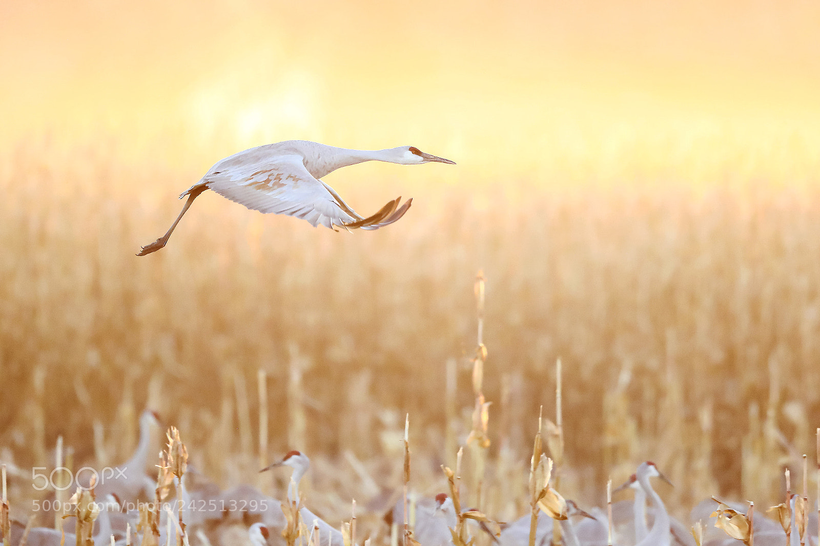 Canon EOS-1D X Mark II sample photo. Sandhill crane photography