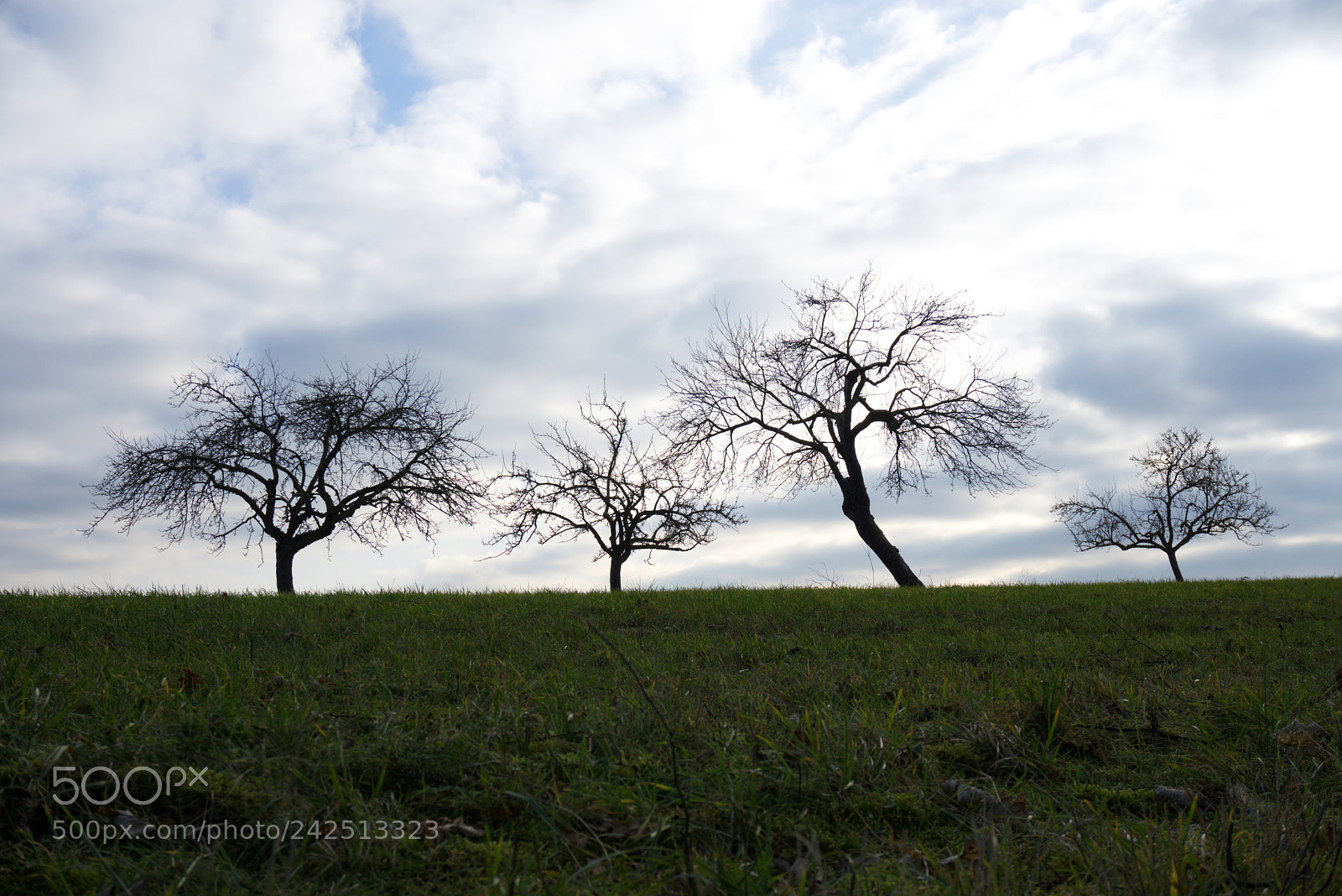 Sony E 16-50mm F3.5-5.6 PZ OSS sample photo. Four trees on top photography