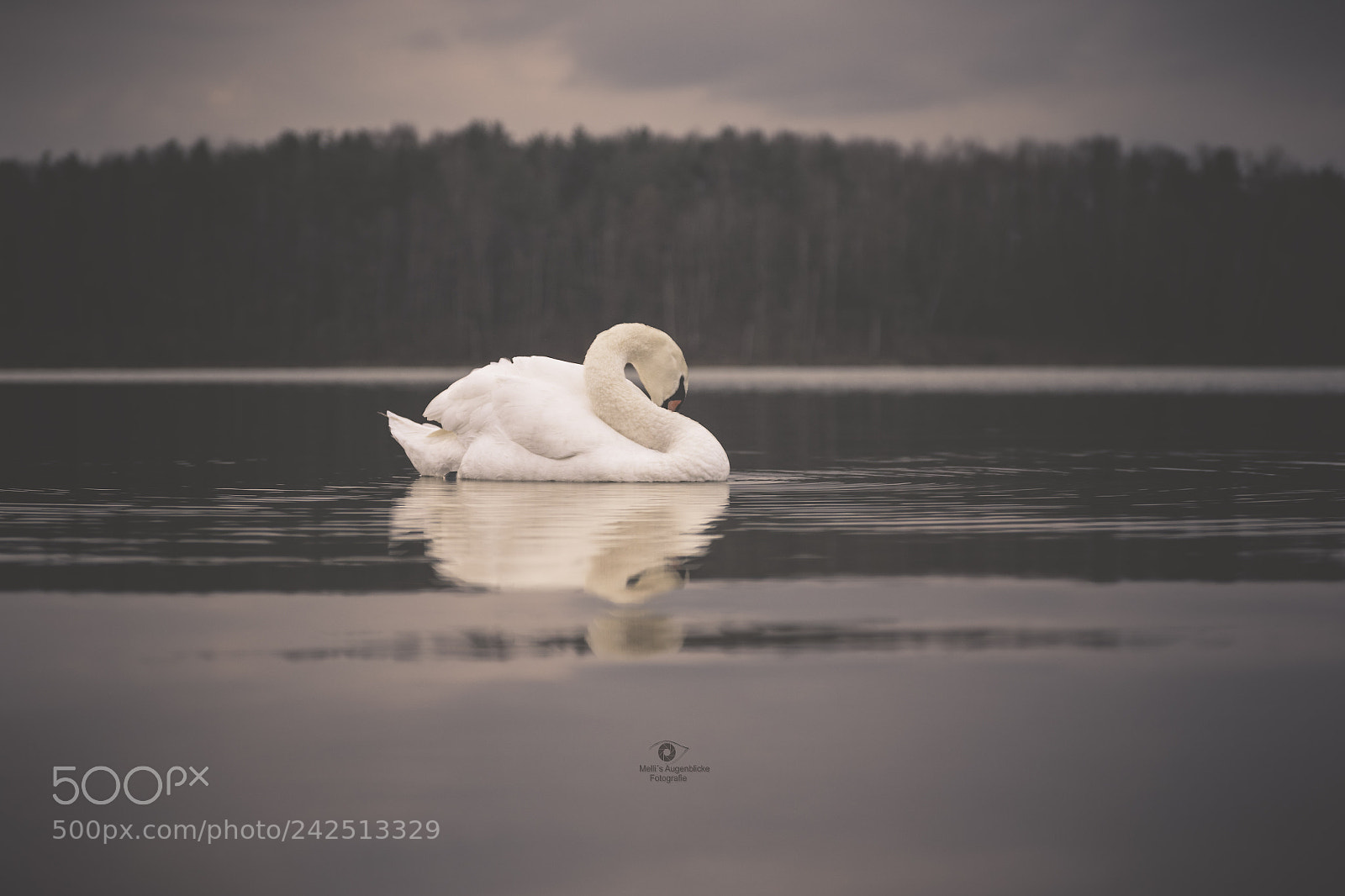 Canon EOS 7D Mark II sample photo. Lonely swan photography