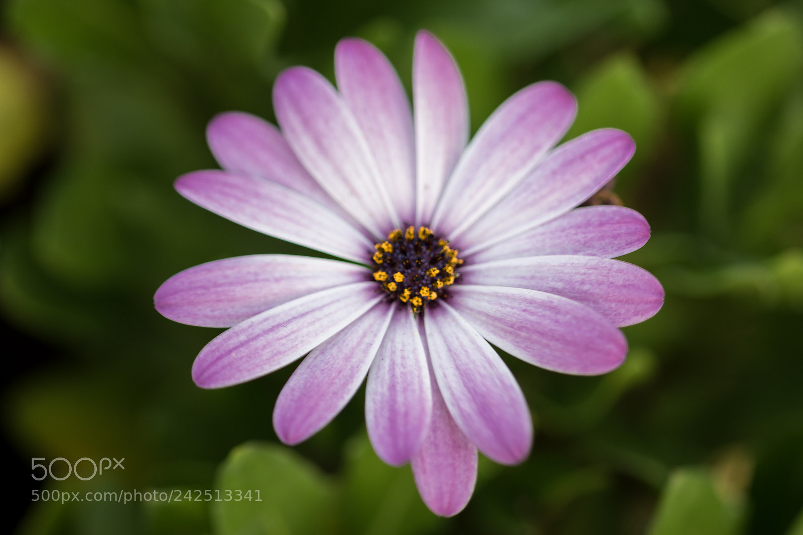 Nikon D5500 sample photo. Pink flower photography