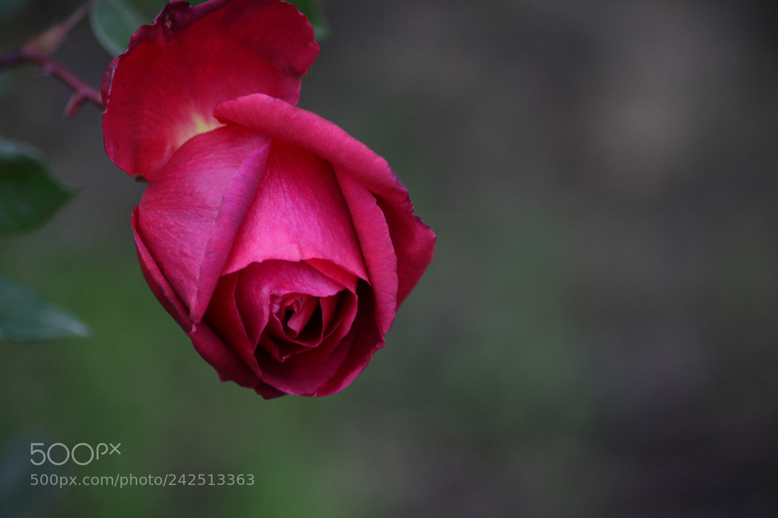 Canon EOS 50D sample photo. Untitled photography