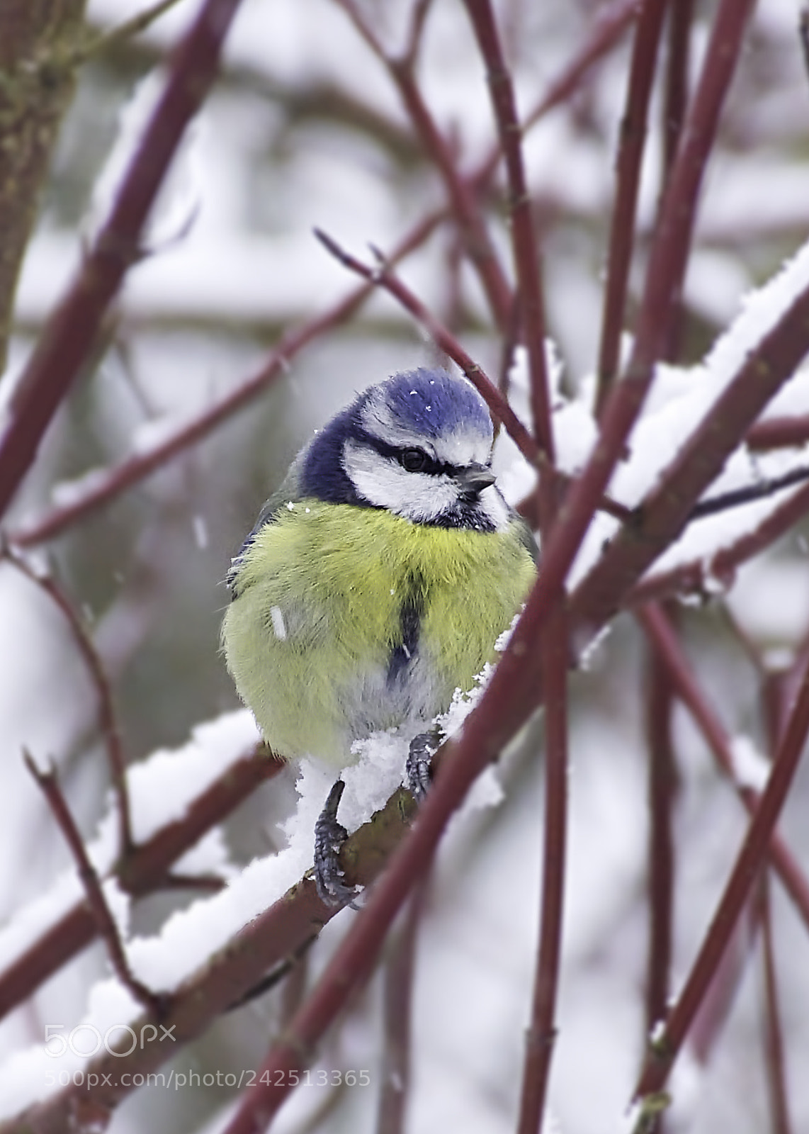 Nikon D7200 sample photo. Cyanistes caeruleus photography
