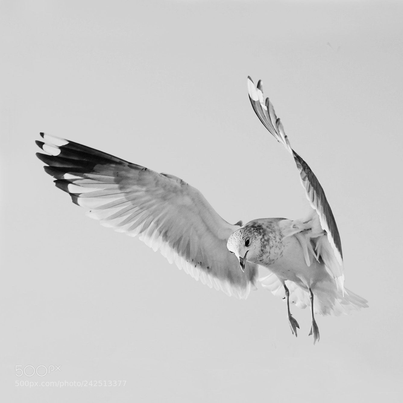 Sony a7 sample photo. Portrait / seagull photography