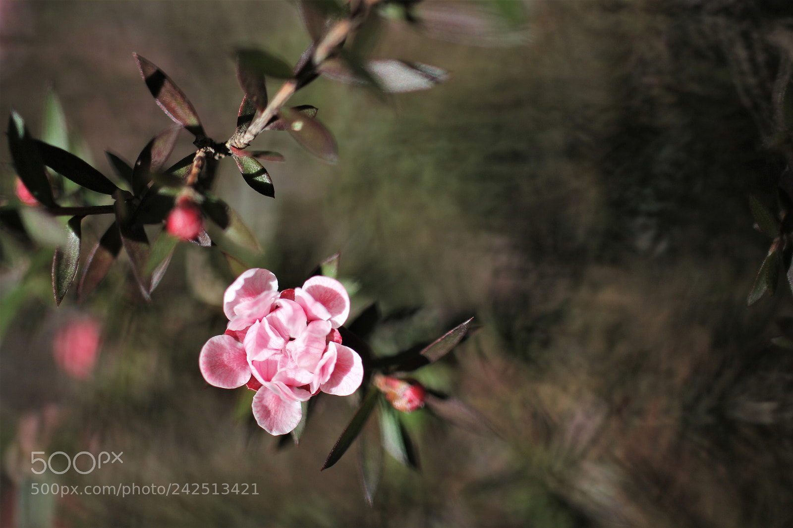 Canon EOS 60D sample photo. A flower photography