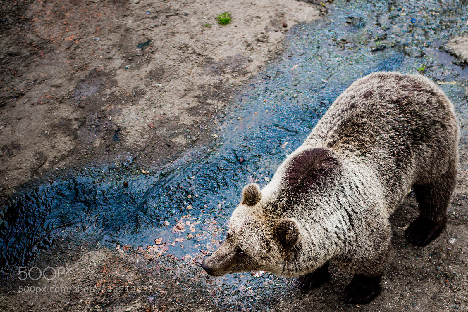 Nikon D800 sample photo. Trapped photography