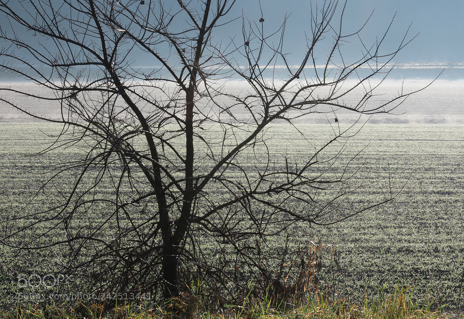 Canon PowerShot G1 X Mark II sample photo. Silhouette on mist photography