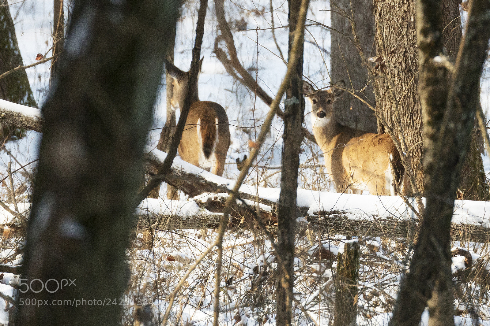 Canon EOS 5DS R sample photo. What are you looking photography