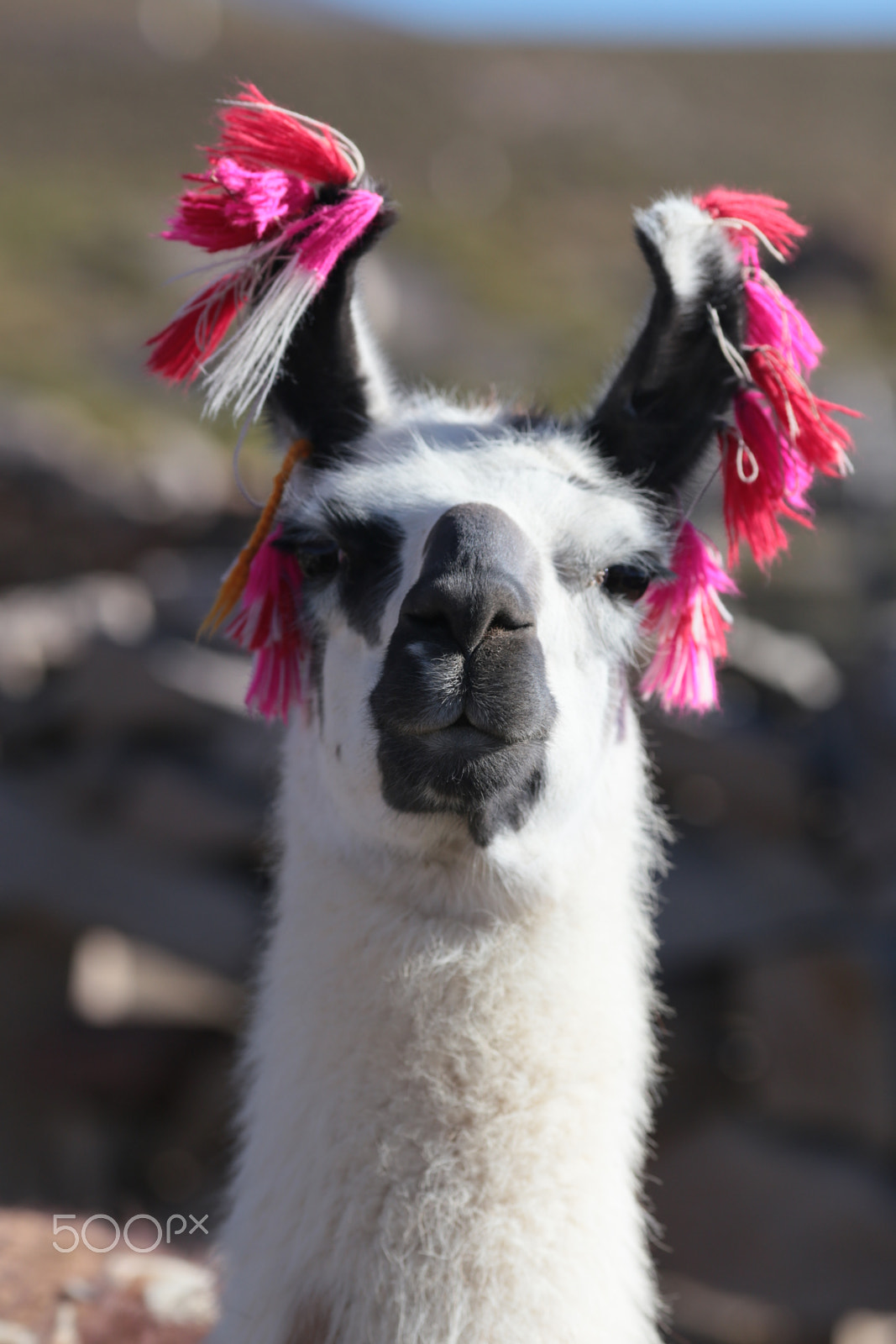 Canon EF 200mm F2.8L II USM sample photo. Llama photography