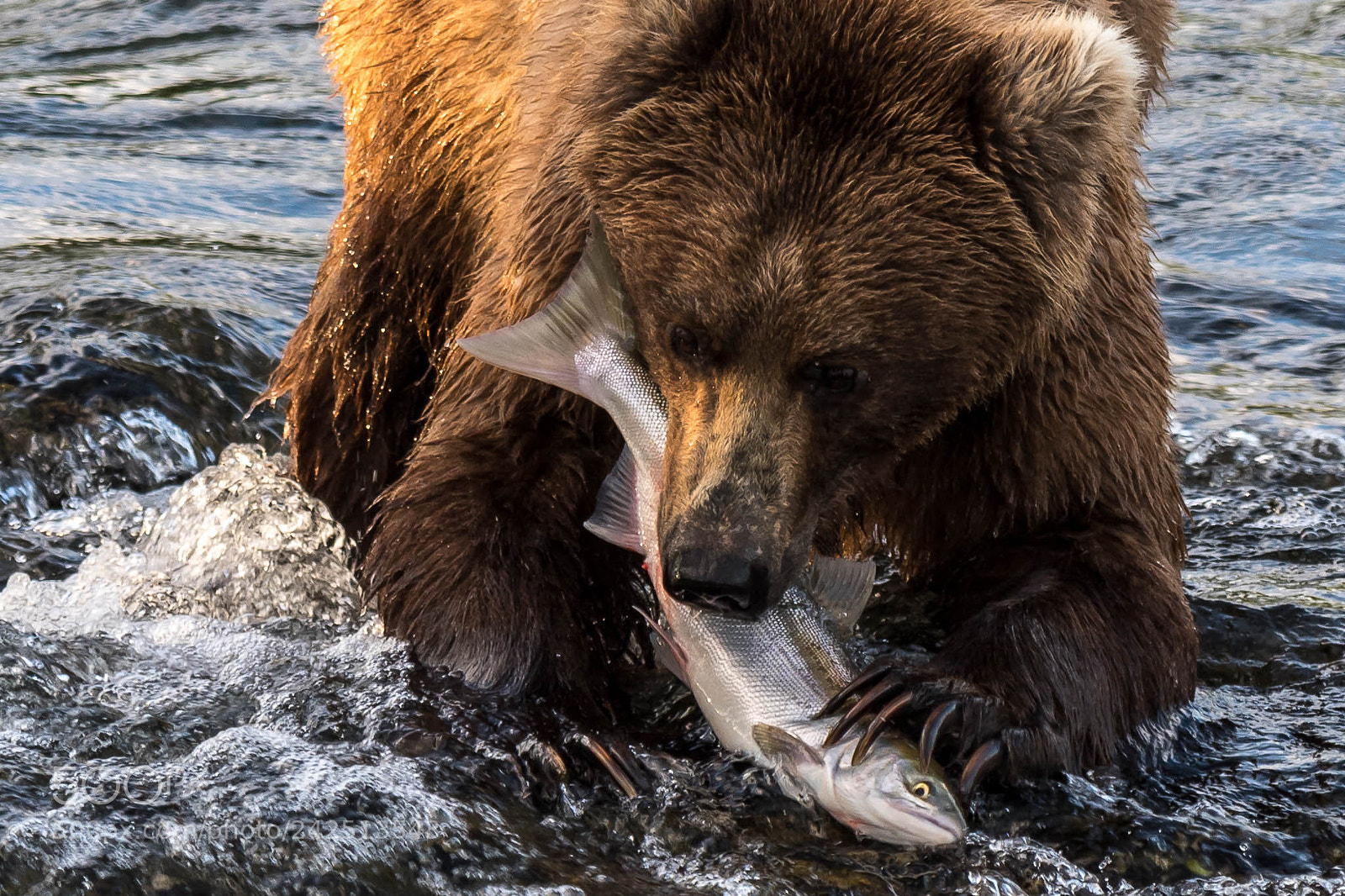 Nikon D500 sample photo. Salmon dinner at brooks photography