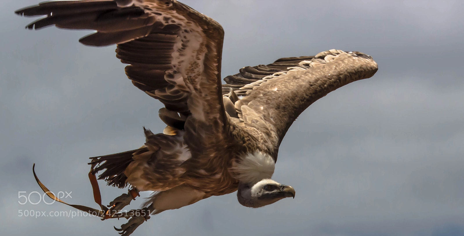 Canon EOS 100D (EOS Rebel SL1 / EOS Kiss X7) sample photo. Eagle in flight photography
