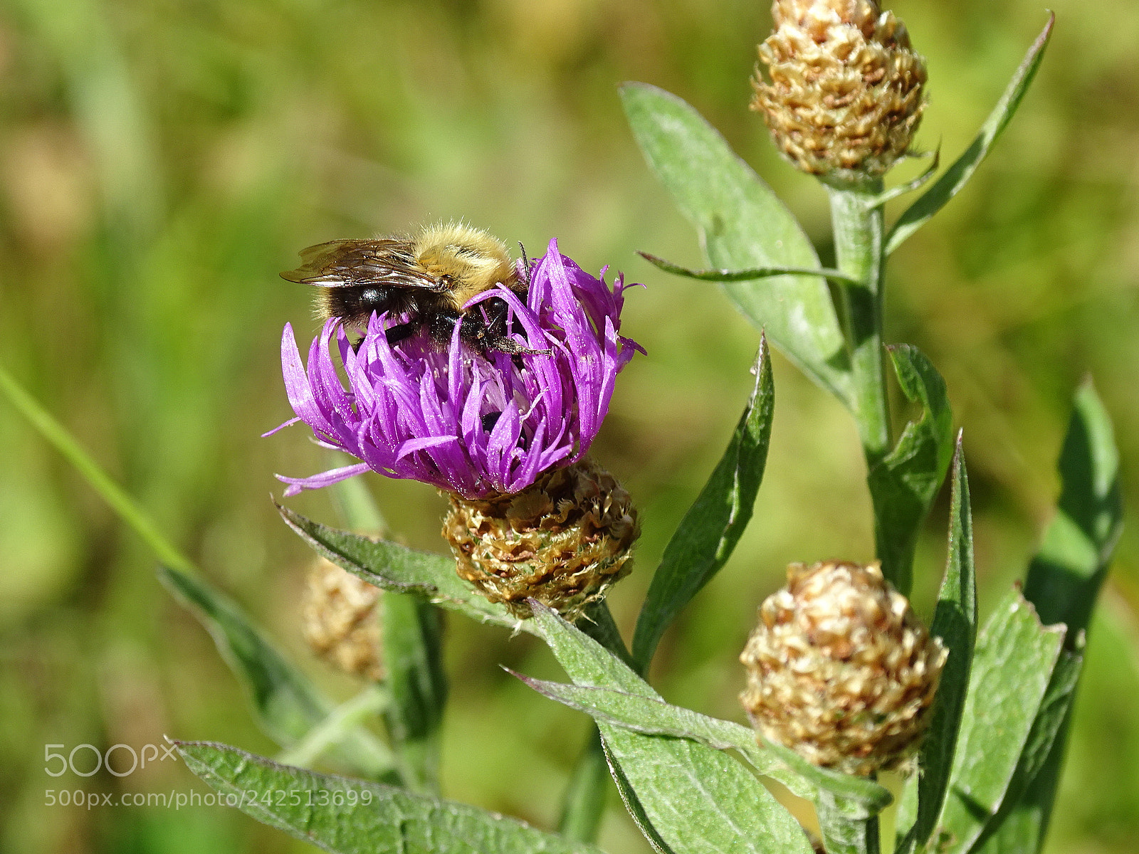 Sony Cyber-shot DSC-HX400V sample photo. Dsc photography