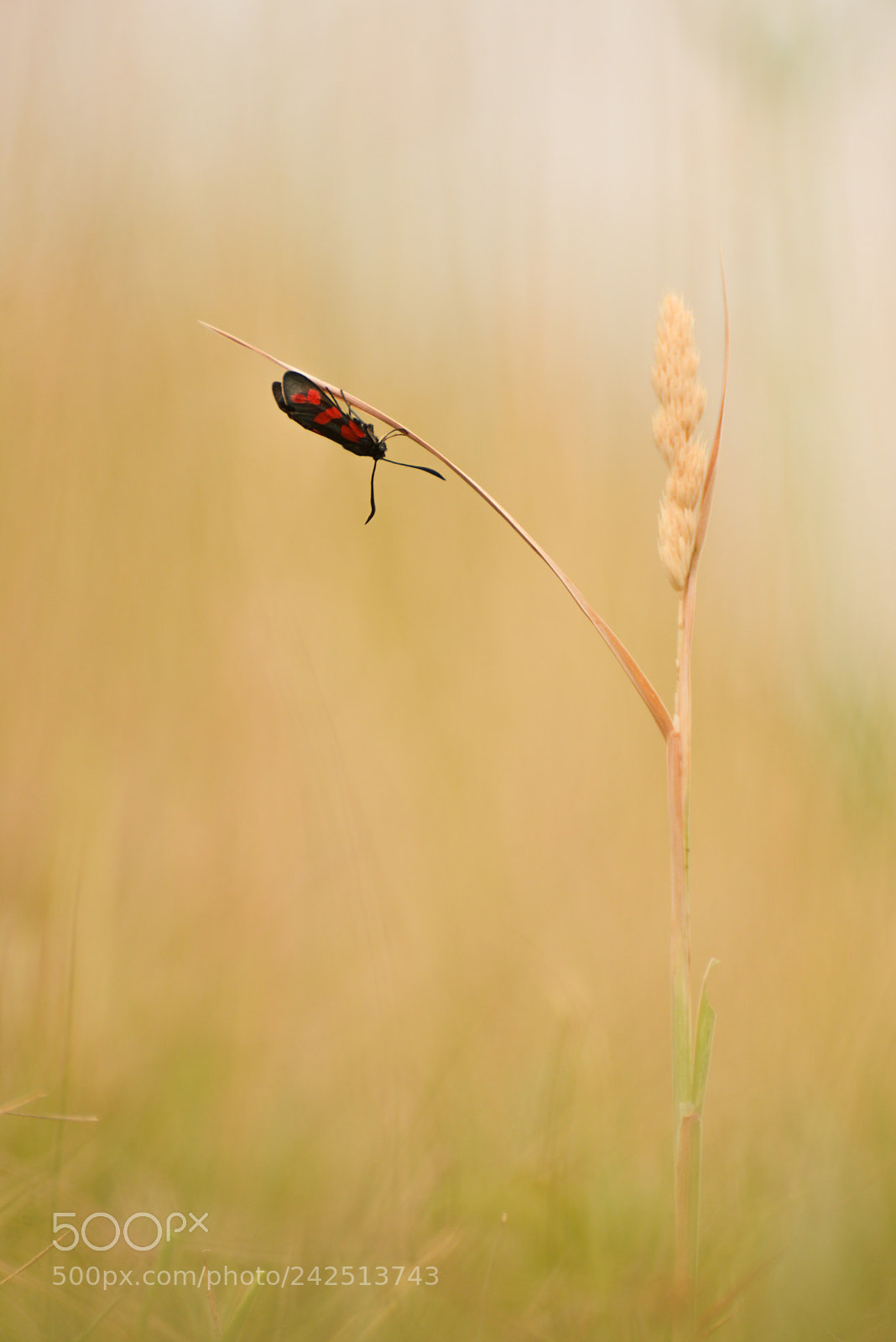 Nikon D600 sample photo. Un point rouge photography