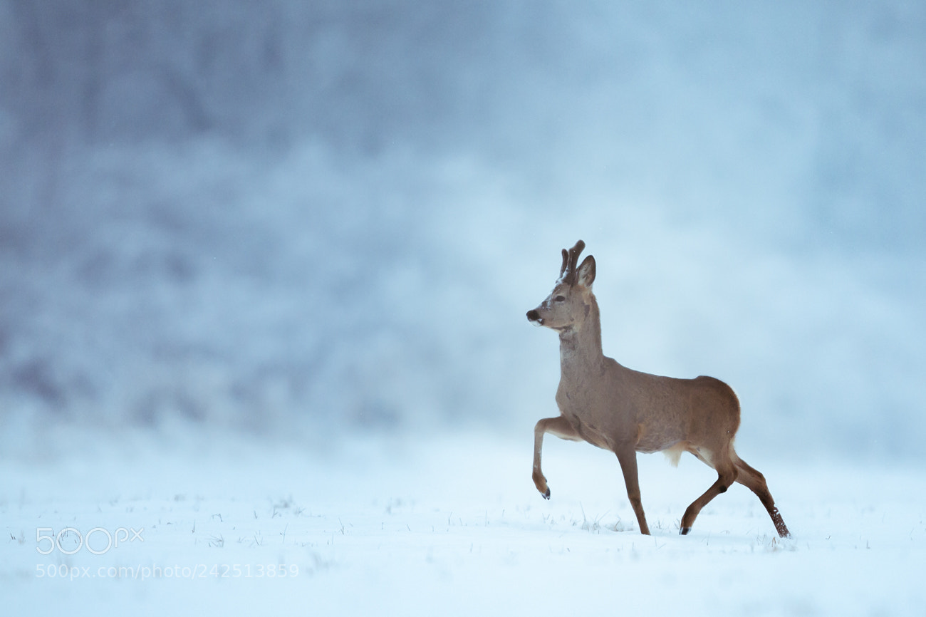 Canon EOS-1D Mark III sample photo. Roe deer photography